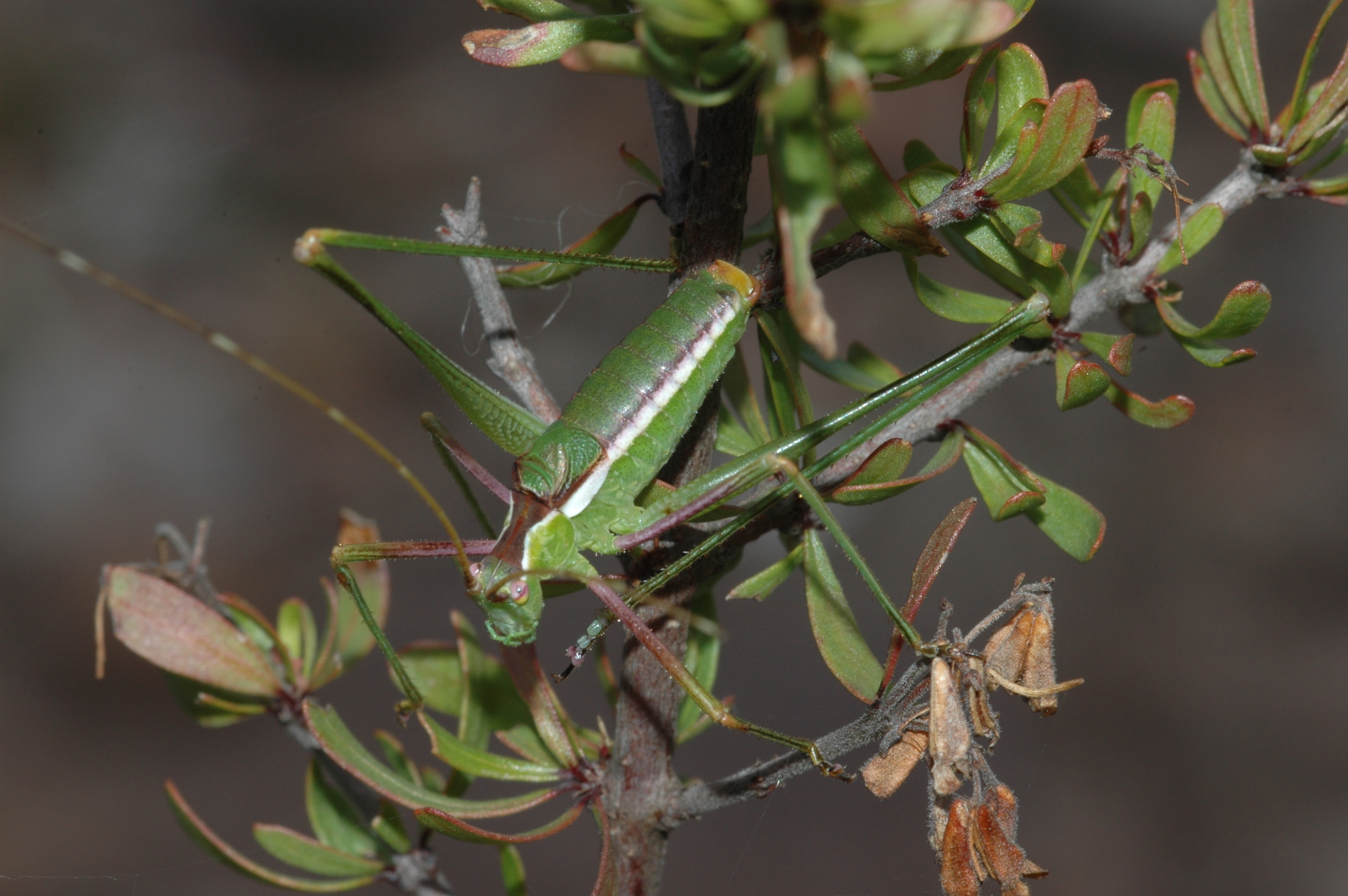 Acanthorintes thenarocercus Cohn, Swanson & Fontana, 2014: male. (Otu).