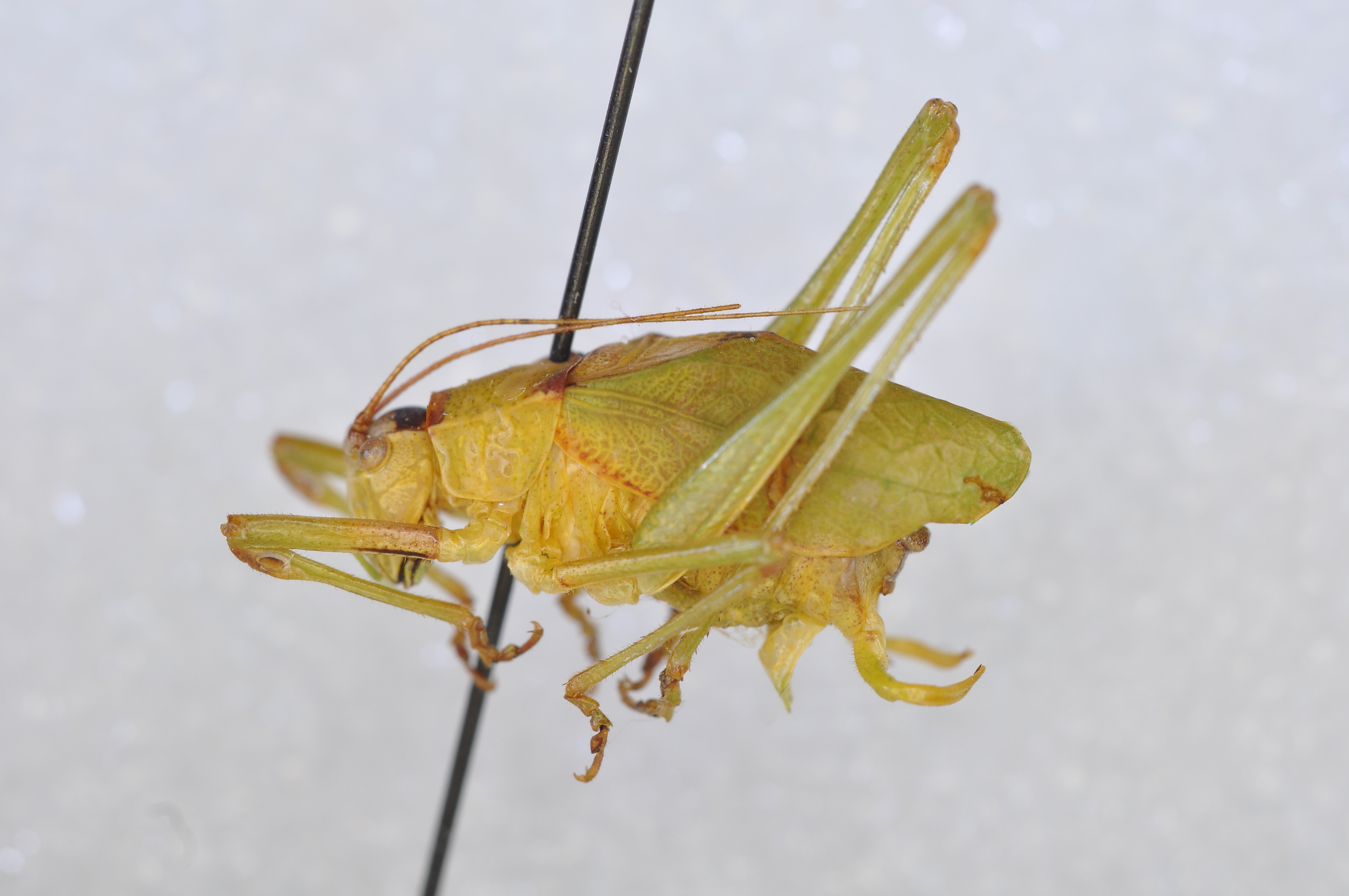 Pterodichopetala strepsidactyla Cohn, Swanson & Fontana, 2014: male, lateral view (holotype or collected together with holotype). (Otu).