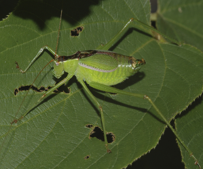 Pterodichopetala padrisima Cohn, Swanson & Fontana, 2014: male. (Otu).