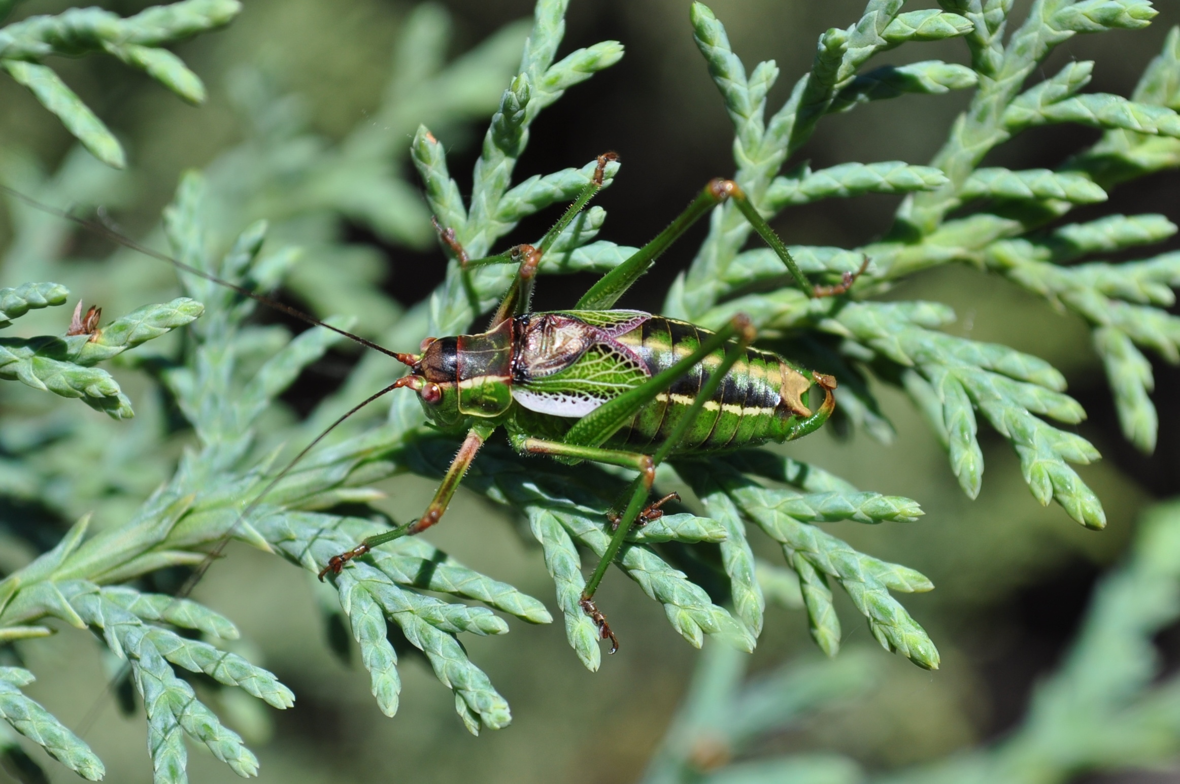 Pterodichopetala pityophila Cohn, Swanson & Fontana, 2014: male. (Otu).