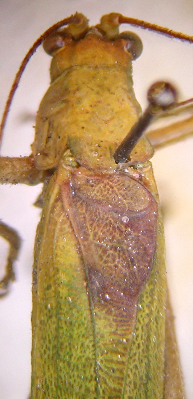 CollectionObject 1568257; 19e0519e-85b7-4a5f-9328-46957afcf360: male, dorsal view (holotype). (CollectionObject).