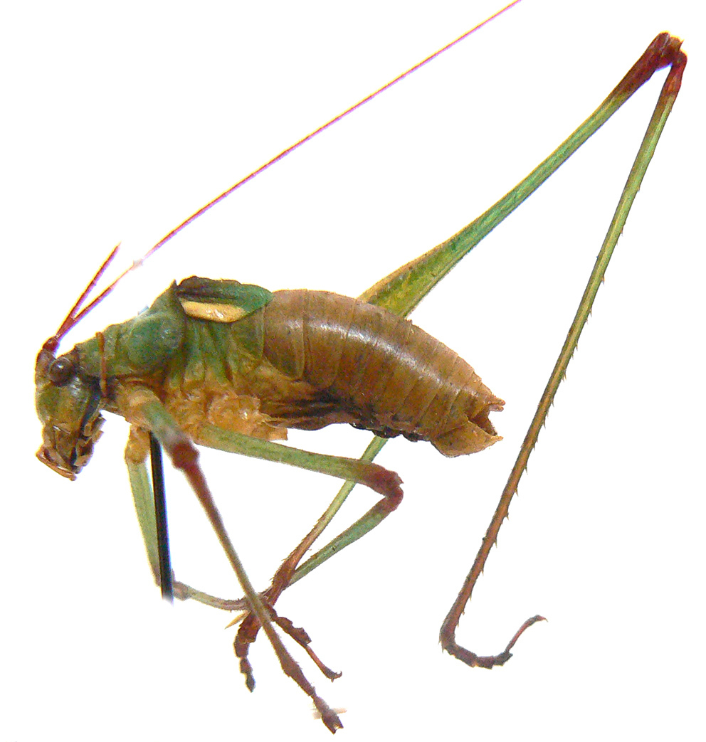 CollectionObject 1568261; 755946a4-4e95-4828-9fcb-14faec5f95f6: male, lateral view (holotype). (CollectionObject).