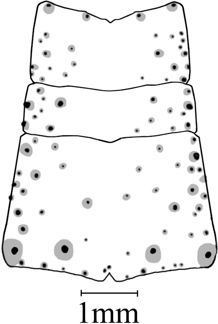Typophyllum hermieri Xiberras & Ducaud, 2014: female pronotum, dorsal view. (Otu).