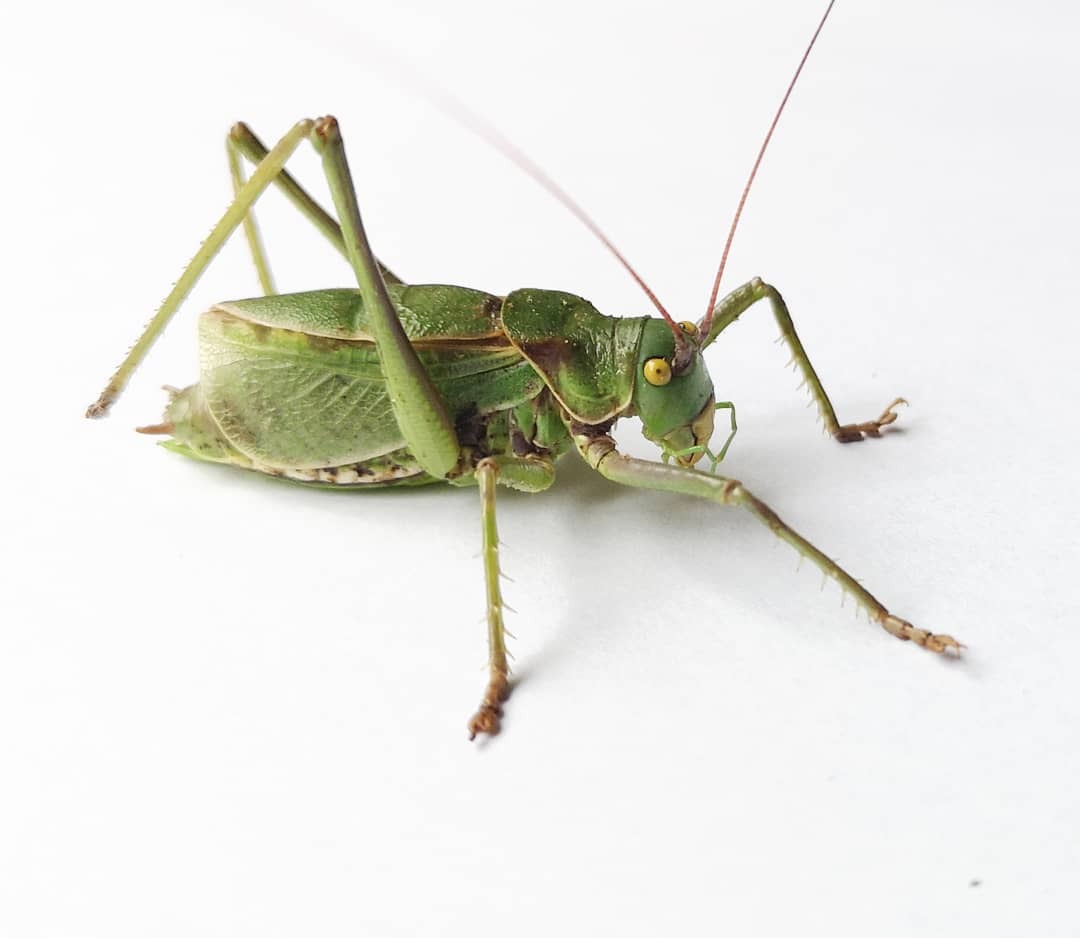 CollectionObject 1584850; cc826a7b-cdc1-46d2-a741-2ec9cf5a4d19: male, lateral view. (CollectionObject).