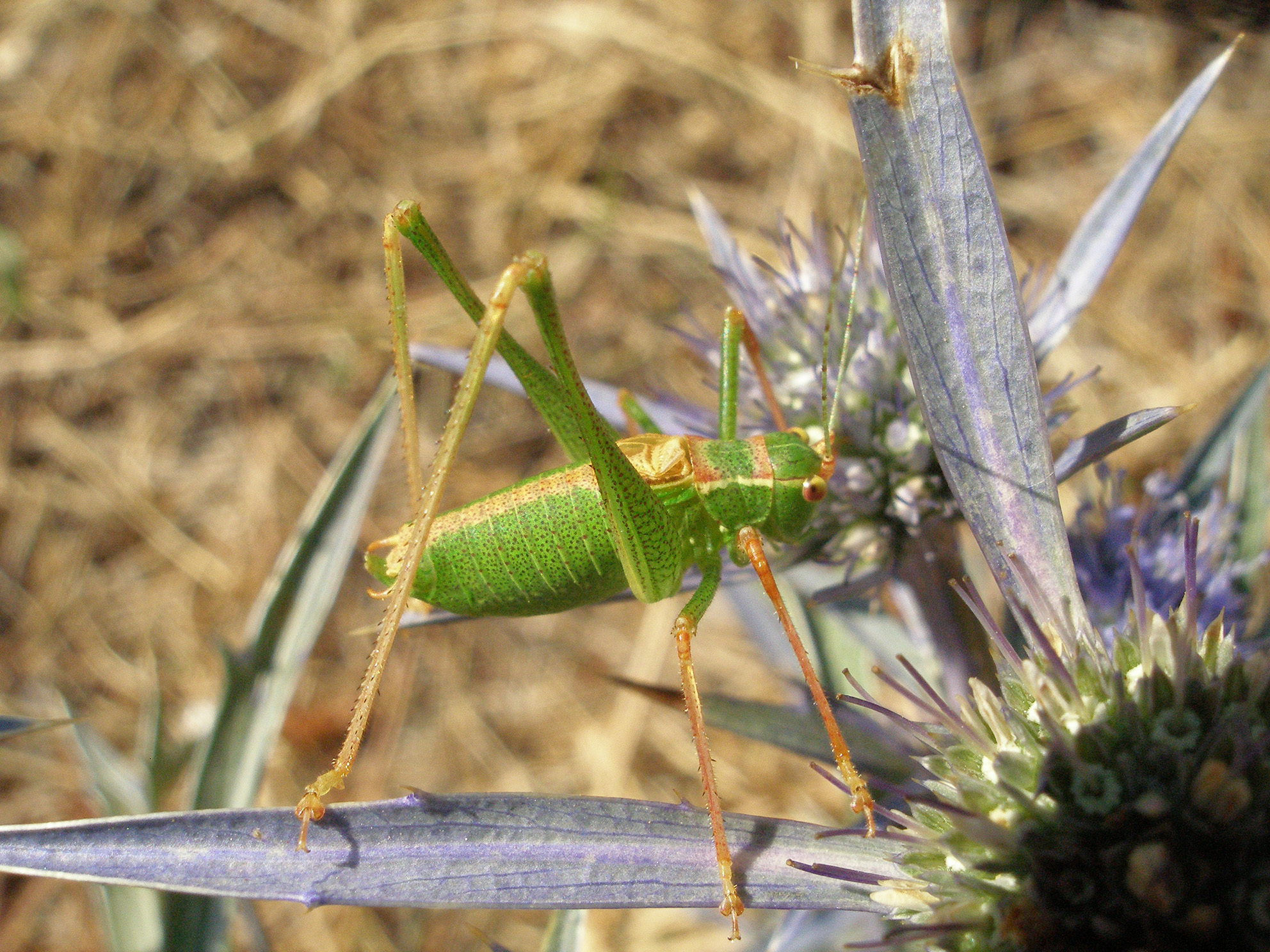 CollectionObject 1571113; 582d30e0-47d2-4397-a77f-9fbd2c41d058: male, lateral view (holotype). (CollectionObject).