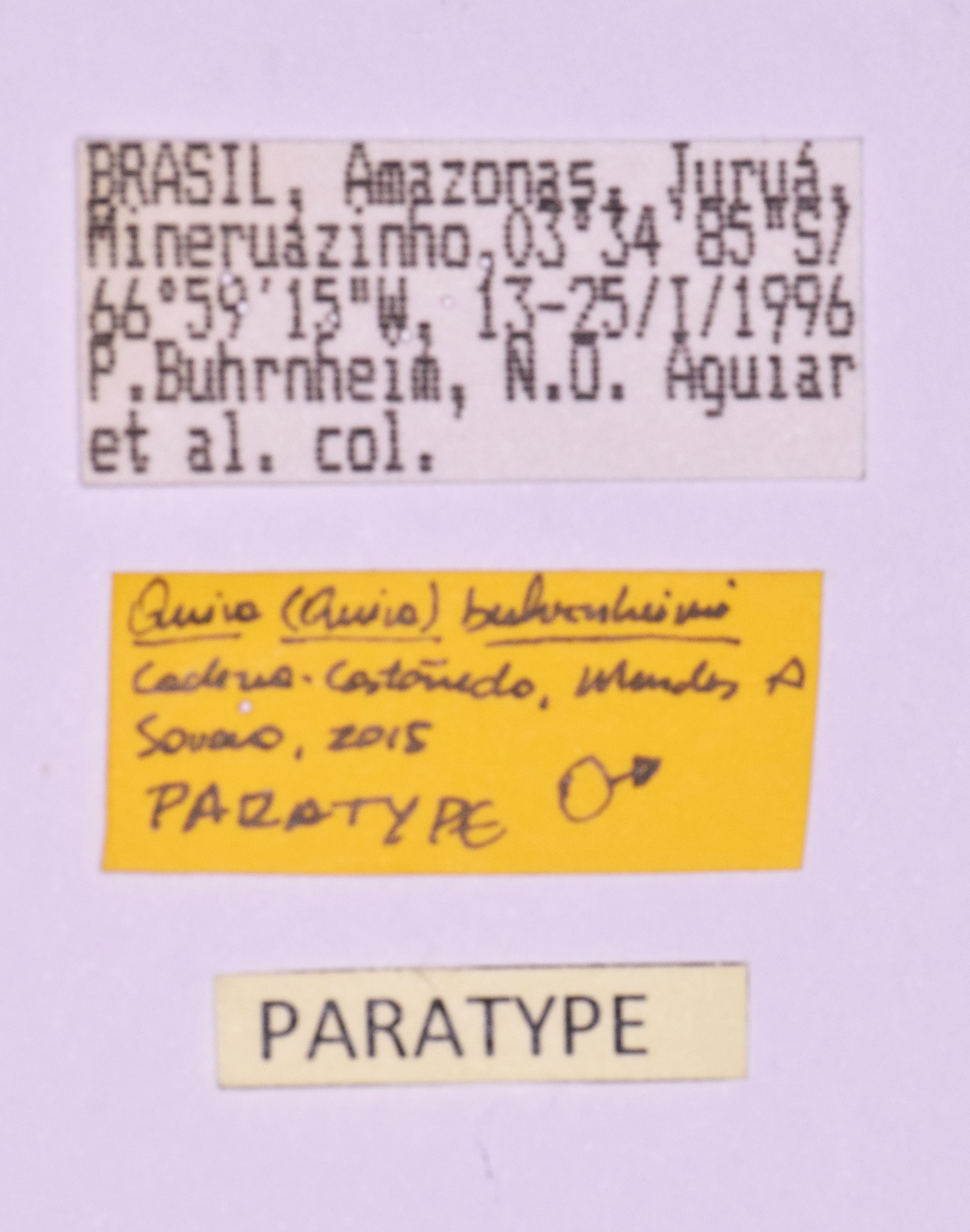 CollectionObject 1571927; 032a5004-377f-47b0-aa18-622fc0ae639a: labels (paratype). (CollectionObject).