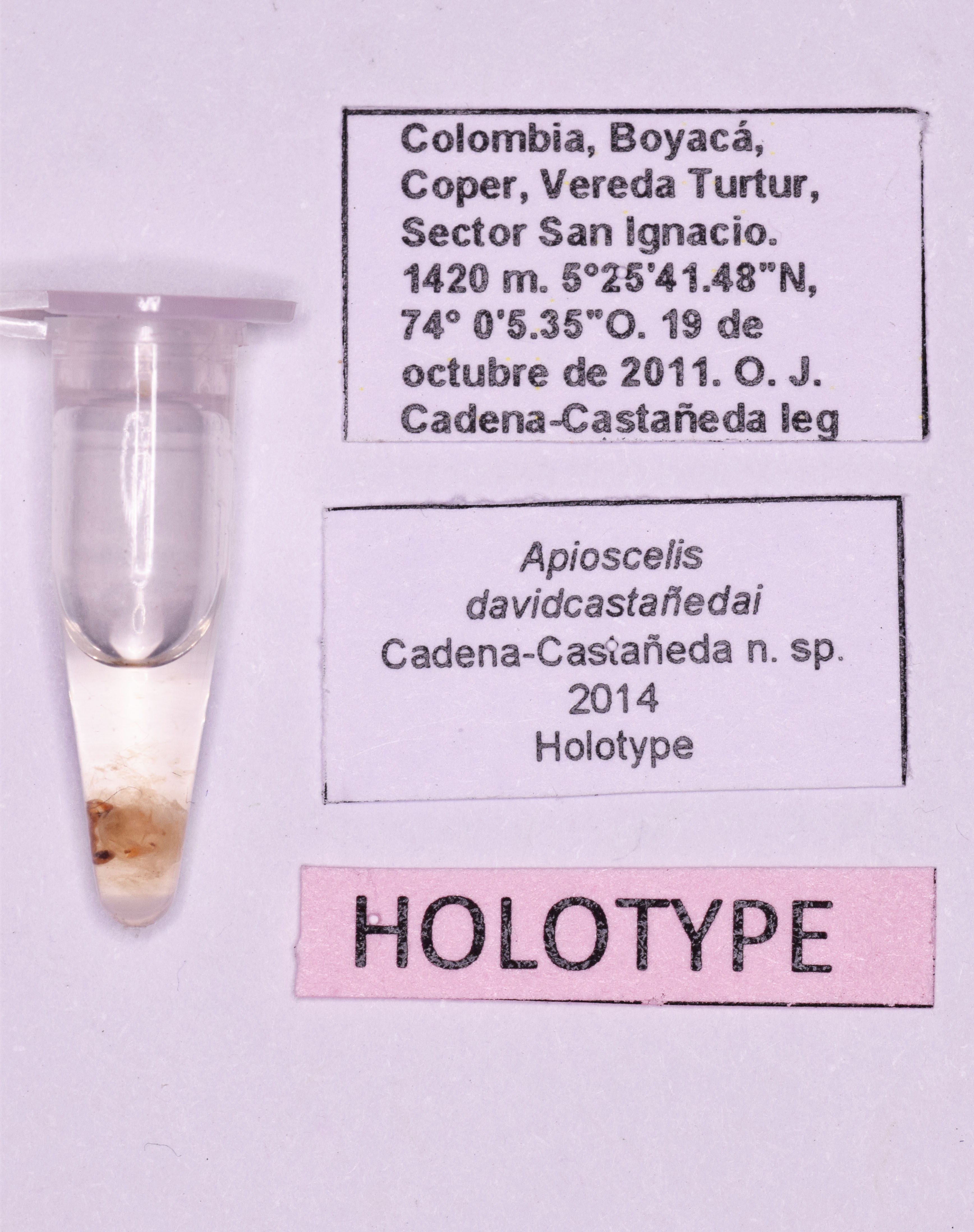 CollectionObject 1572169; 98a85bf0-8706-426e-b716-7a0ade183011: labels (holotype). (CollectionObject).