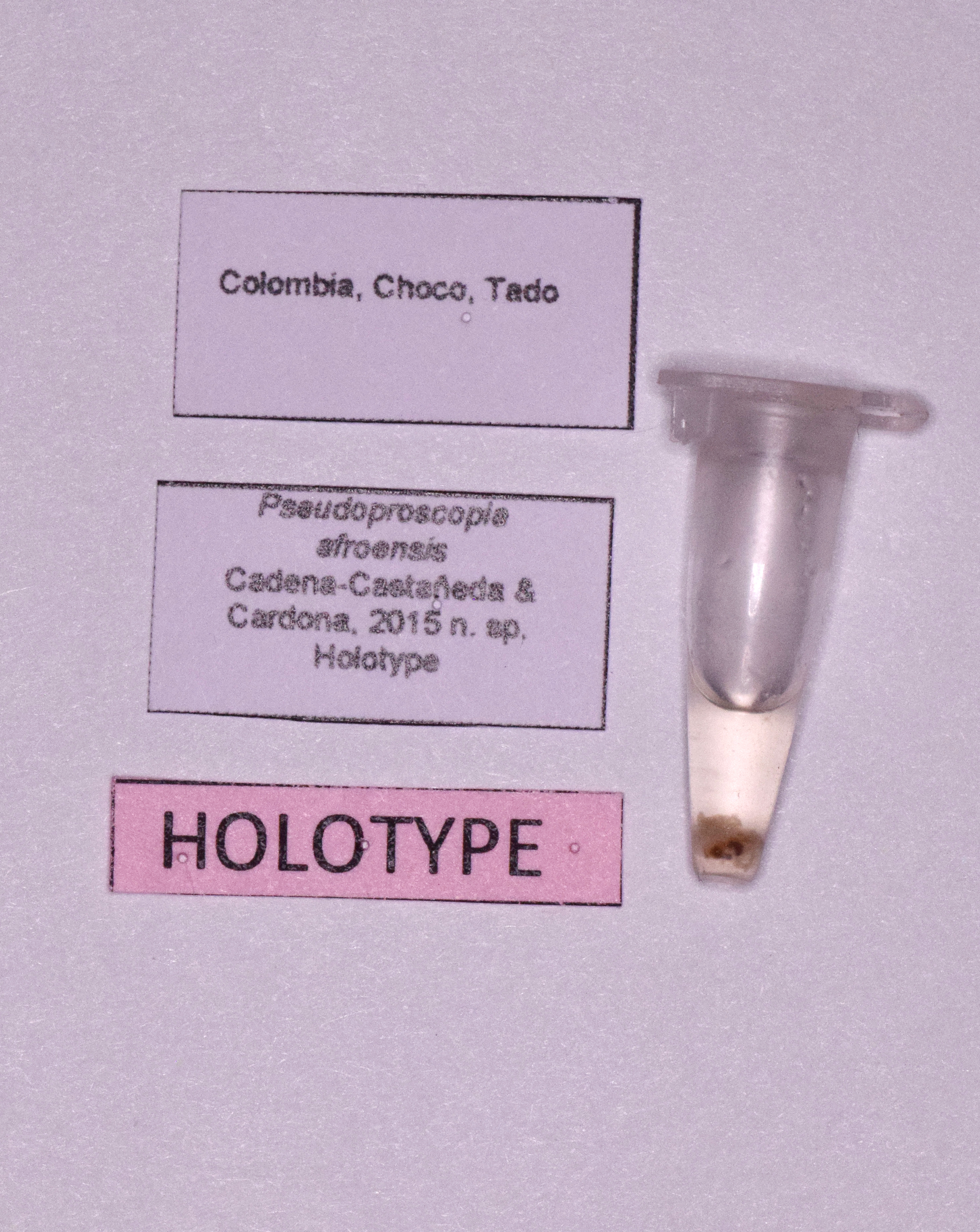 CollectionObject 1572180; e9fb2aee-b3e7-4194-82c3-ffca3718edd5: labels (holotype). (CollectionObject).