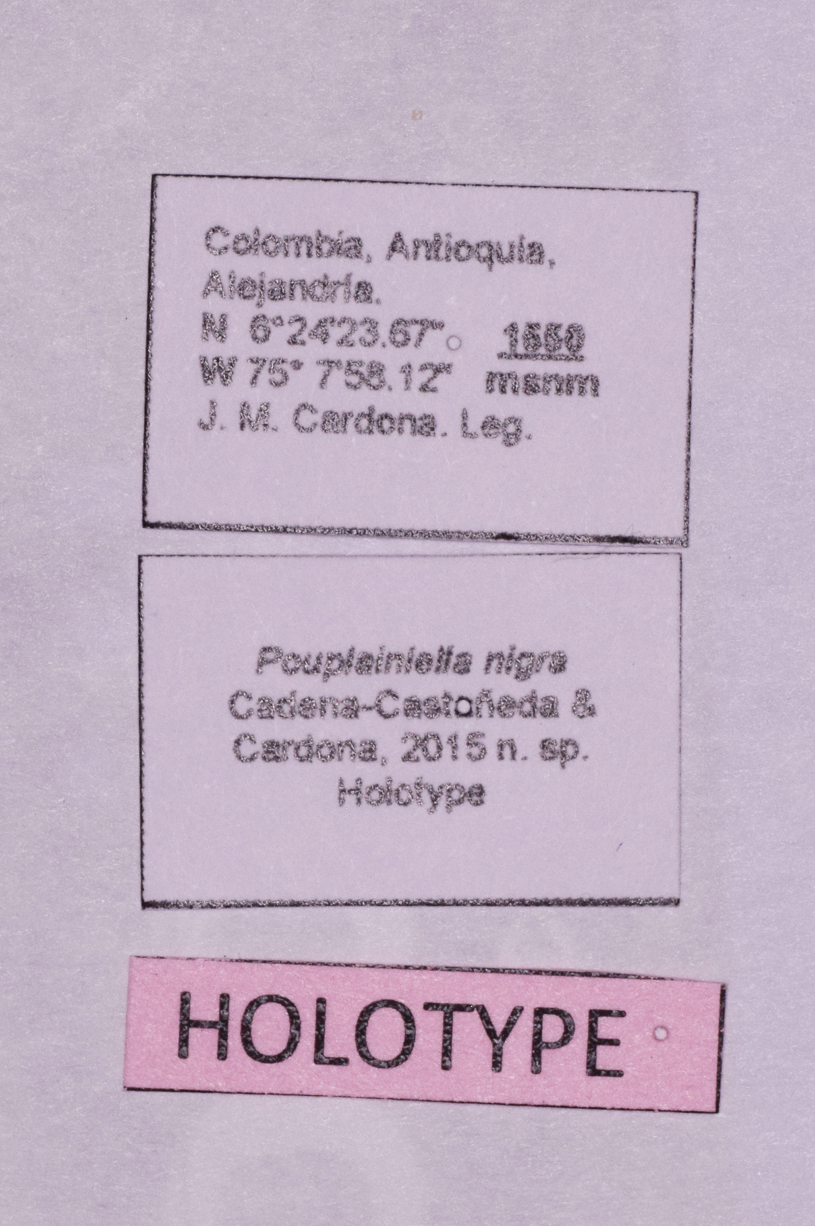 CollectionObject 1572182; 4d7a1fc7-d920-4459-9f0b-15fd3ed44001: labels (holotype). (CollectionObject).