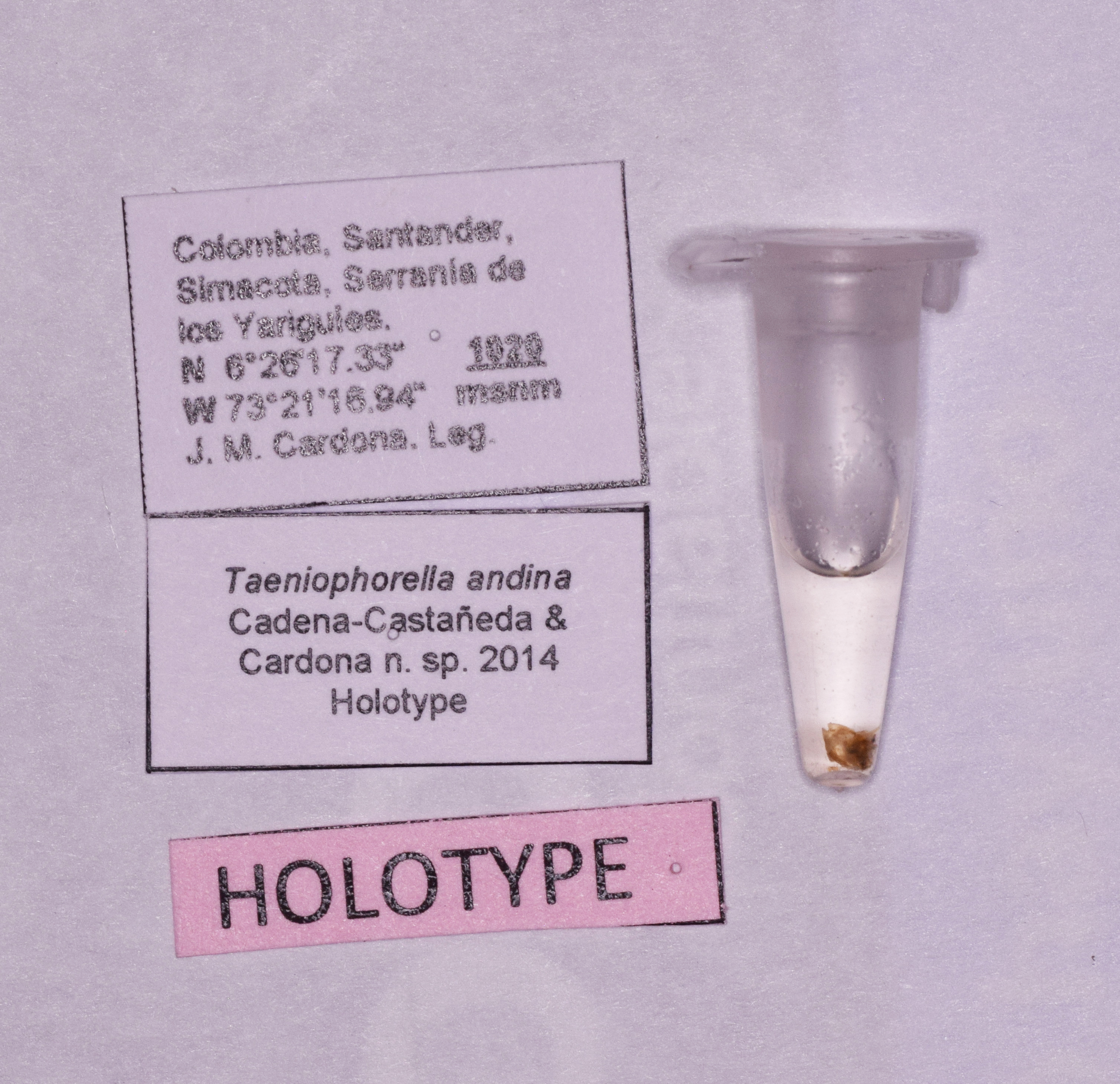 CollectionObject 1572183; 32de8e01-b245-4b9f-96c2-ed460040128a: labels (holotype). (CollectionObject).