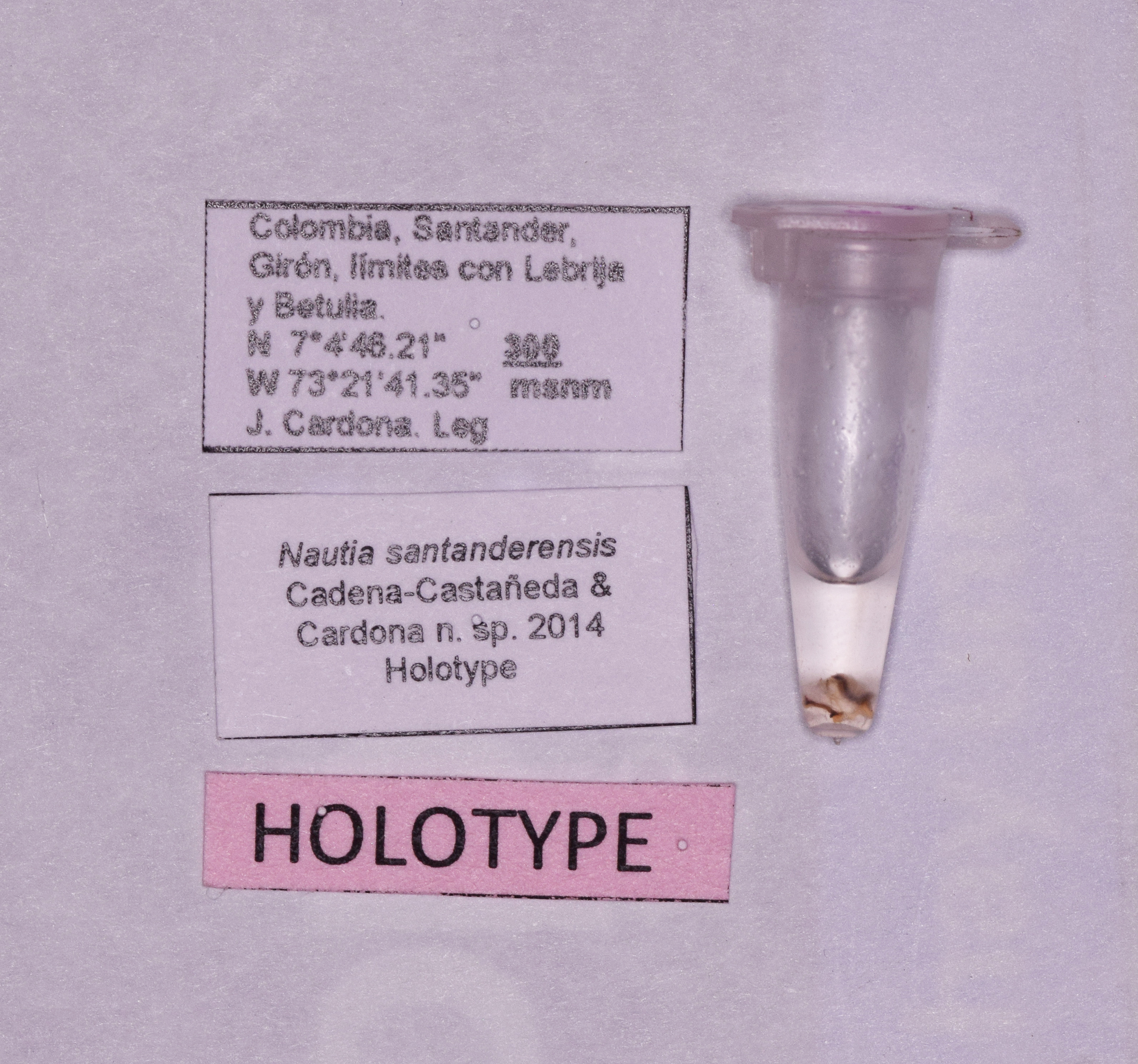 CollectionObject 1572185; af4f9cc8-014f-4850-876e-bad0f2b2d103: labels (holotype). (CollectionObject).