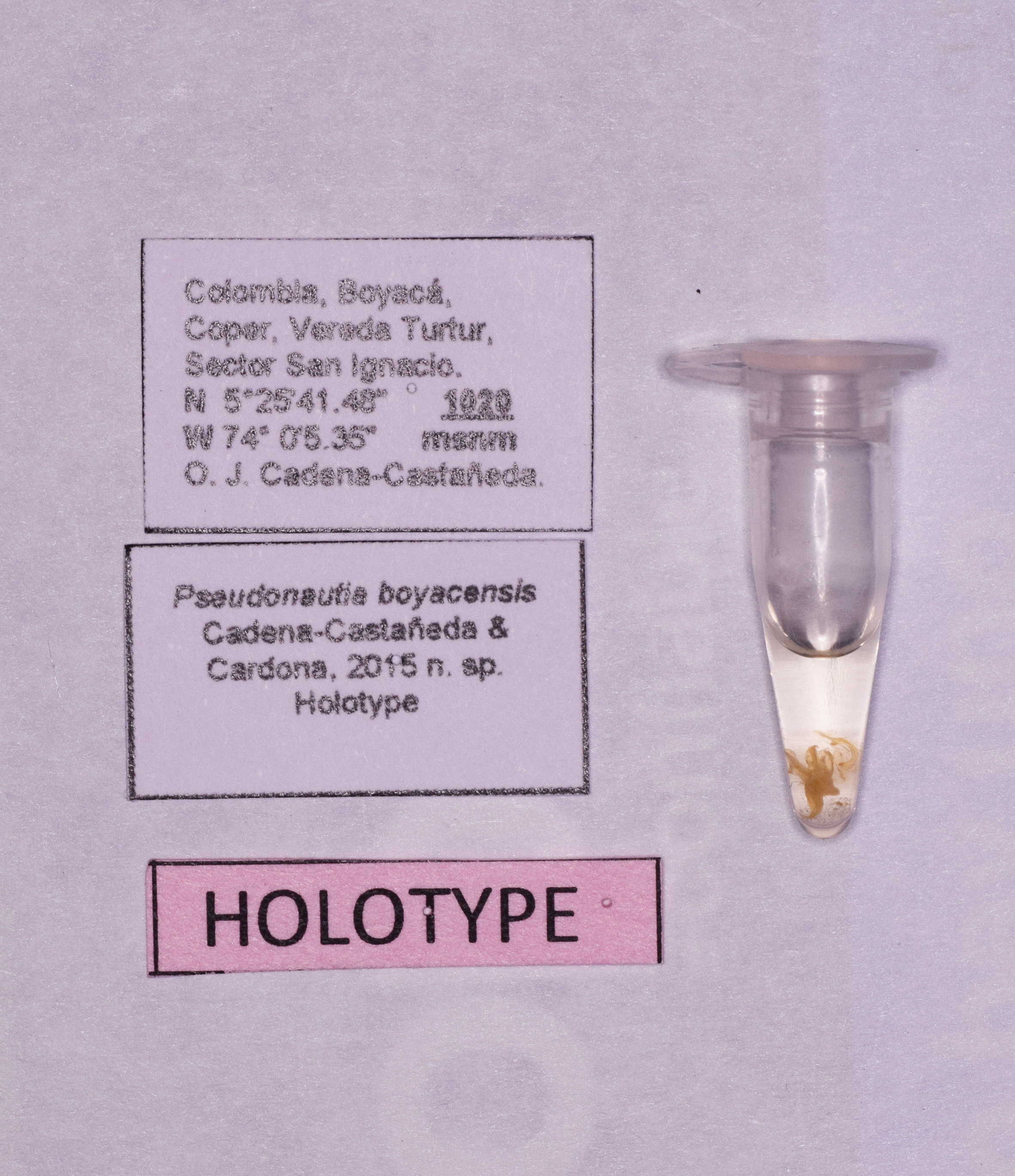 CollectionObject 1572186; 98e039a5-aa50-47dc-8495-3f4f5baa6bd3: labels (holotype). (CollectionObject).