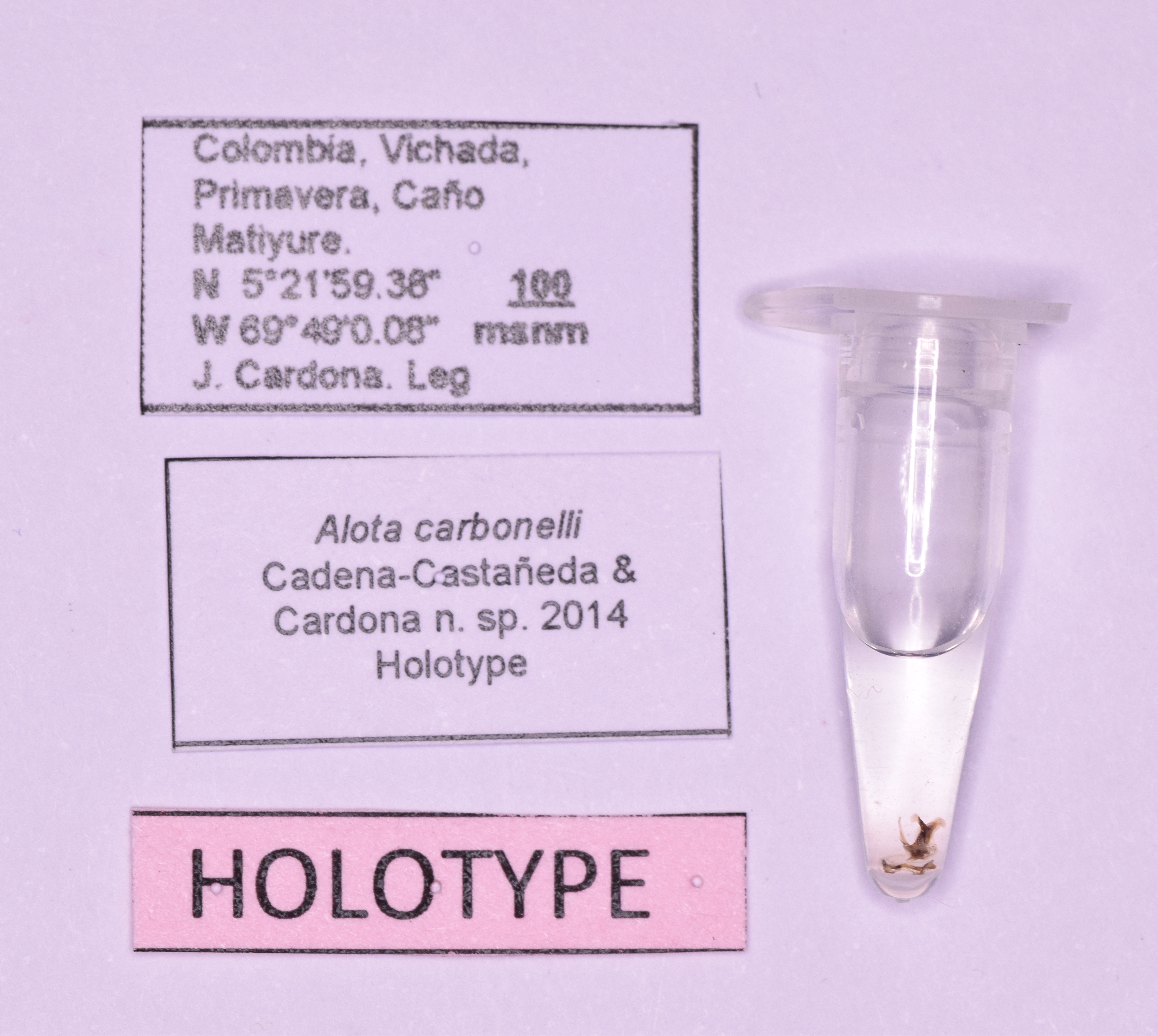 CollectionObject 1572193; d2e456a2-8d91-4957-8c03-d93f44ecd2a9: male, labels (holotype). (CollectionObject).