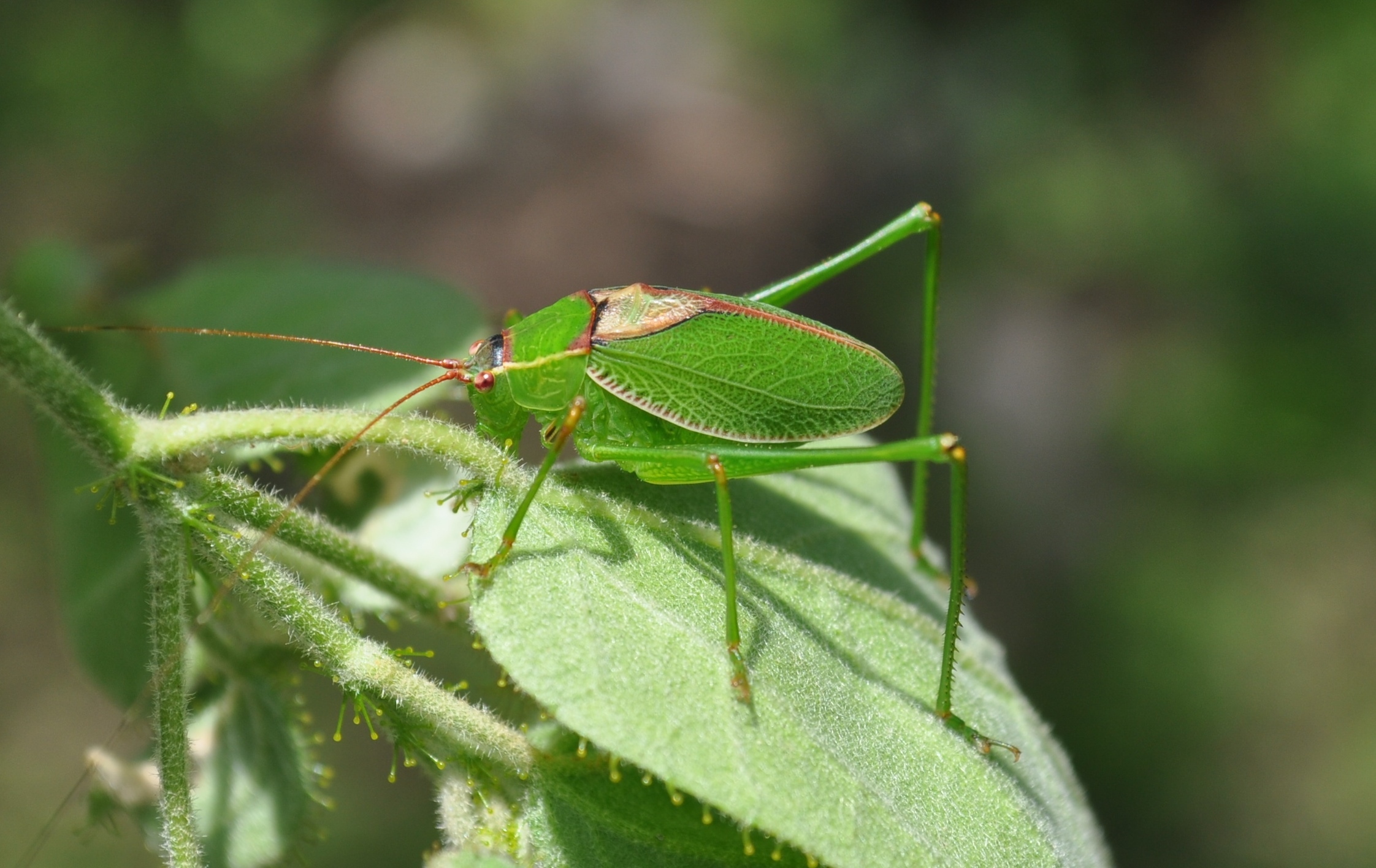 Pterodichopetala monternach Barrientos-Lozano & Zaldívar-Riverón, 2015: male. (Otu).