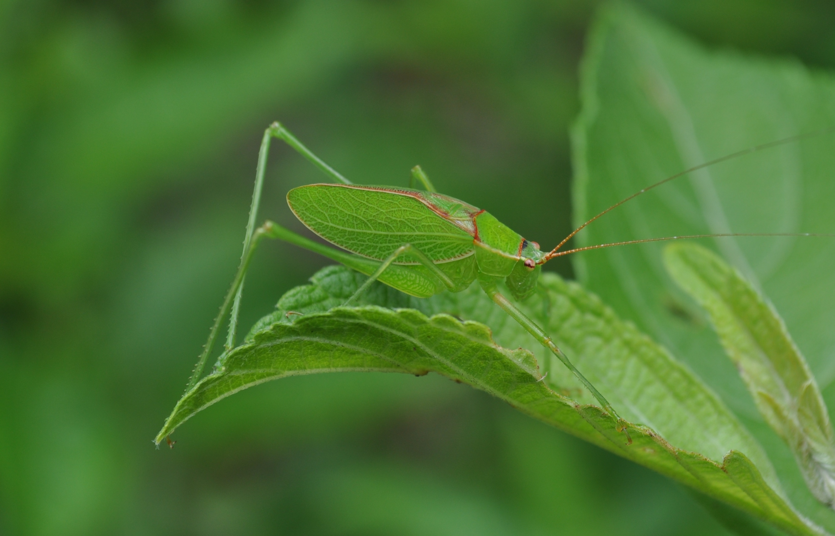 Pterodichopetala tuliensis Barrientos-Lozano & Rocha-Sánchez, 2015: male. (Otu).
