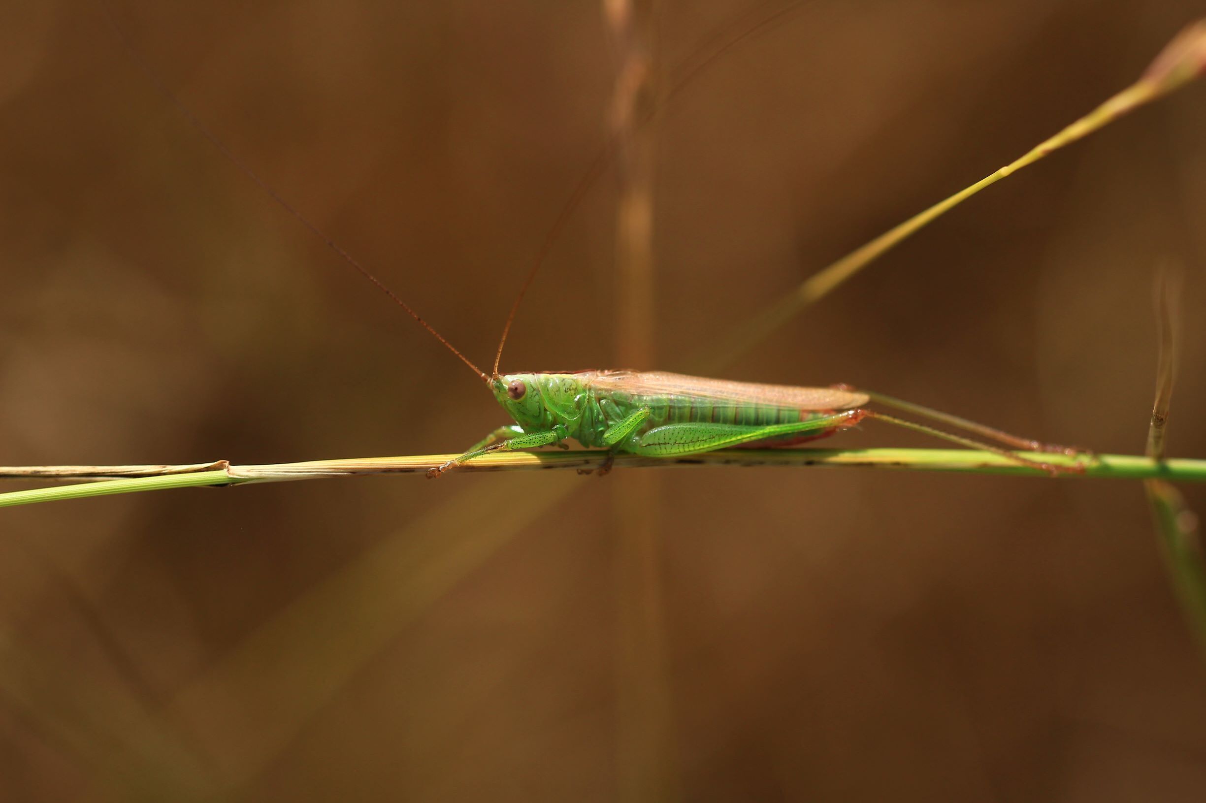 Conocephalus (Anisoptera) fuscus fuscus (Fabricius, 1793): male in lateral view (from Croatia: Hvar Isl.). (Otu).