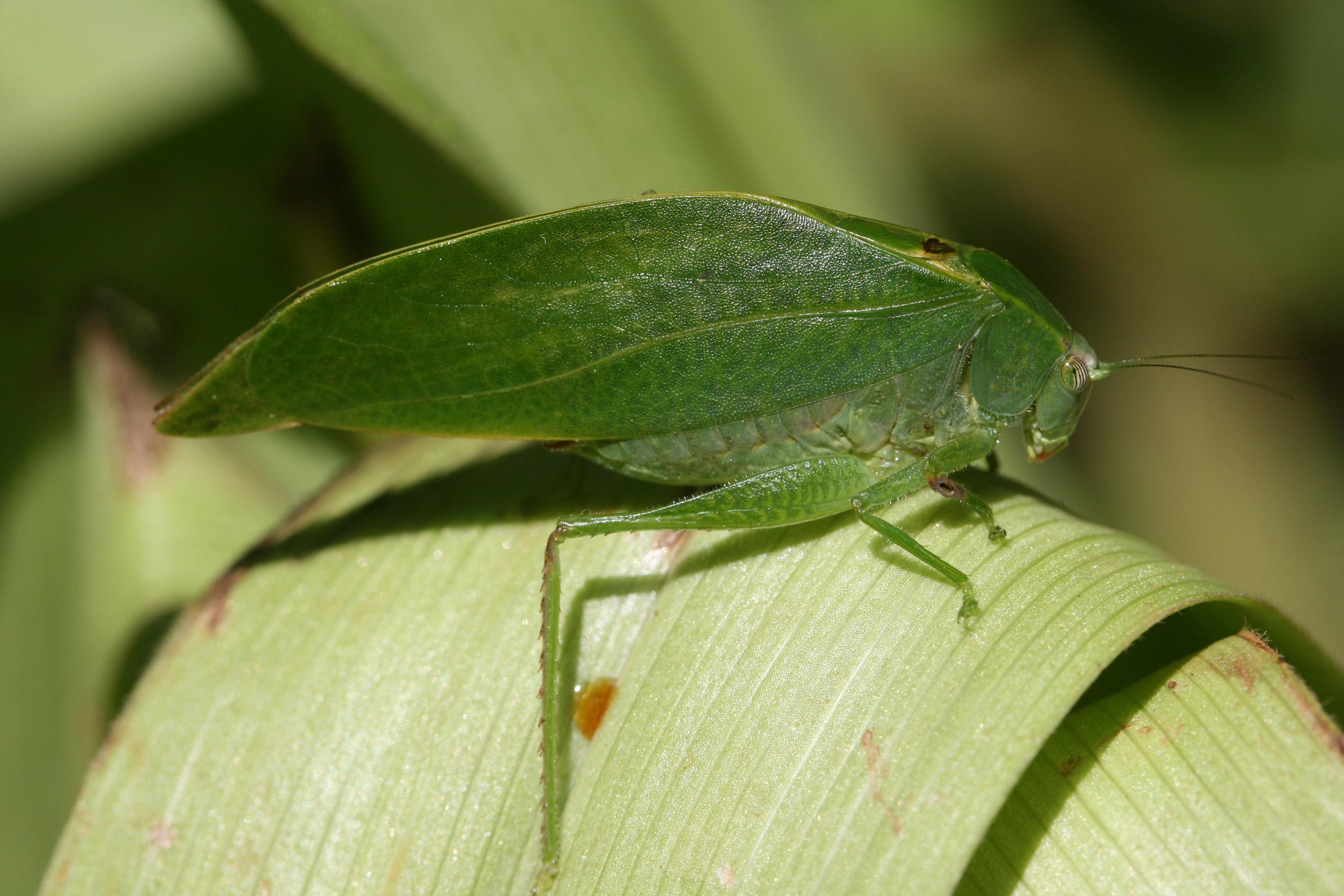 Plangia satiscaerulea Hemp, 2015: male, lateral view. (Otu).