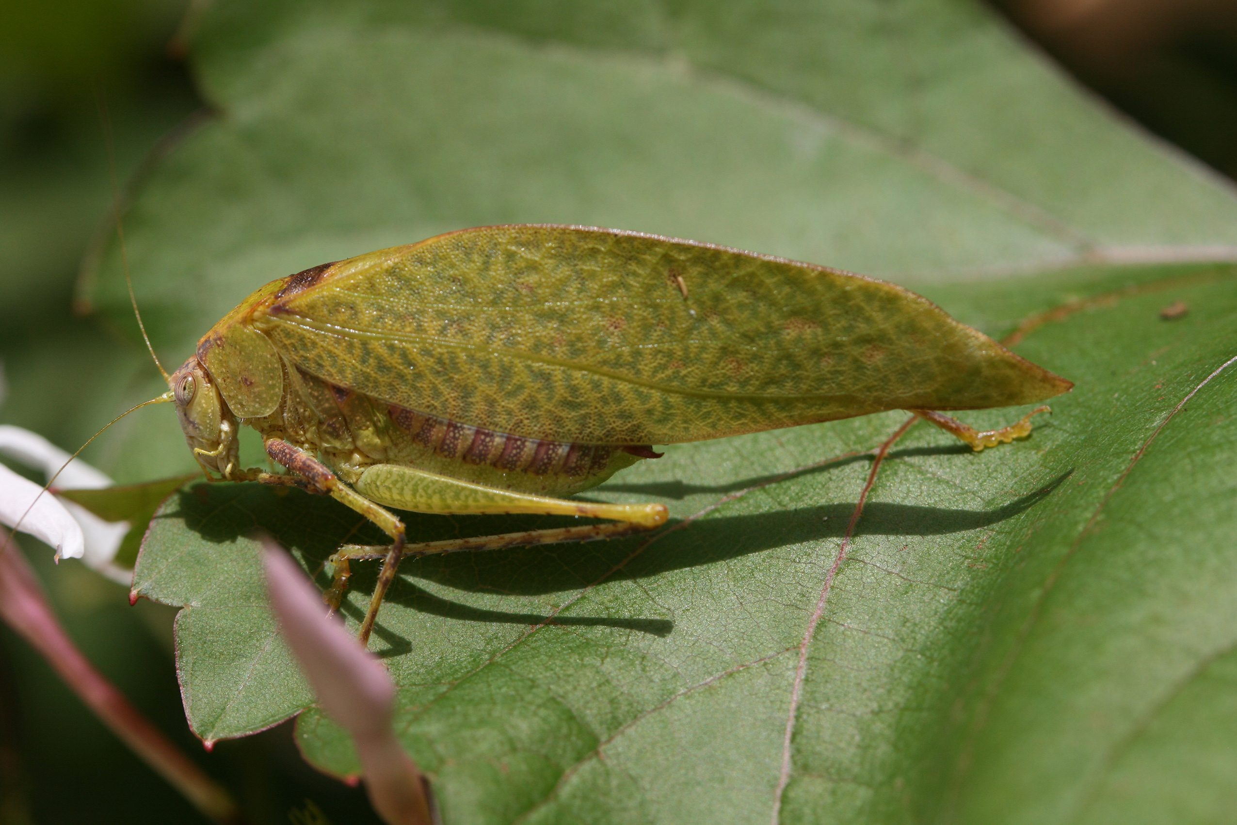 Plangia multimaculata Hemp, 2015: male. (Otu).