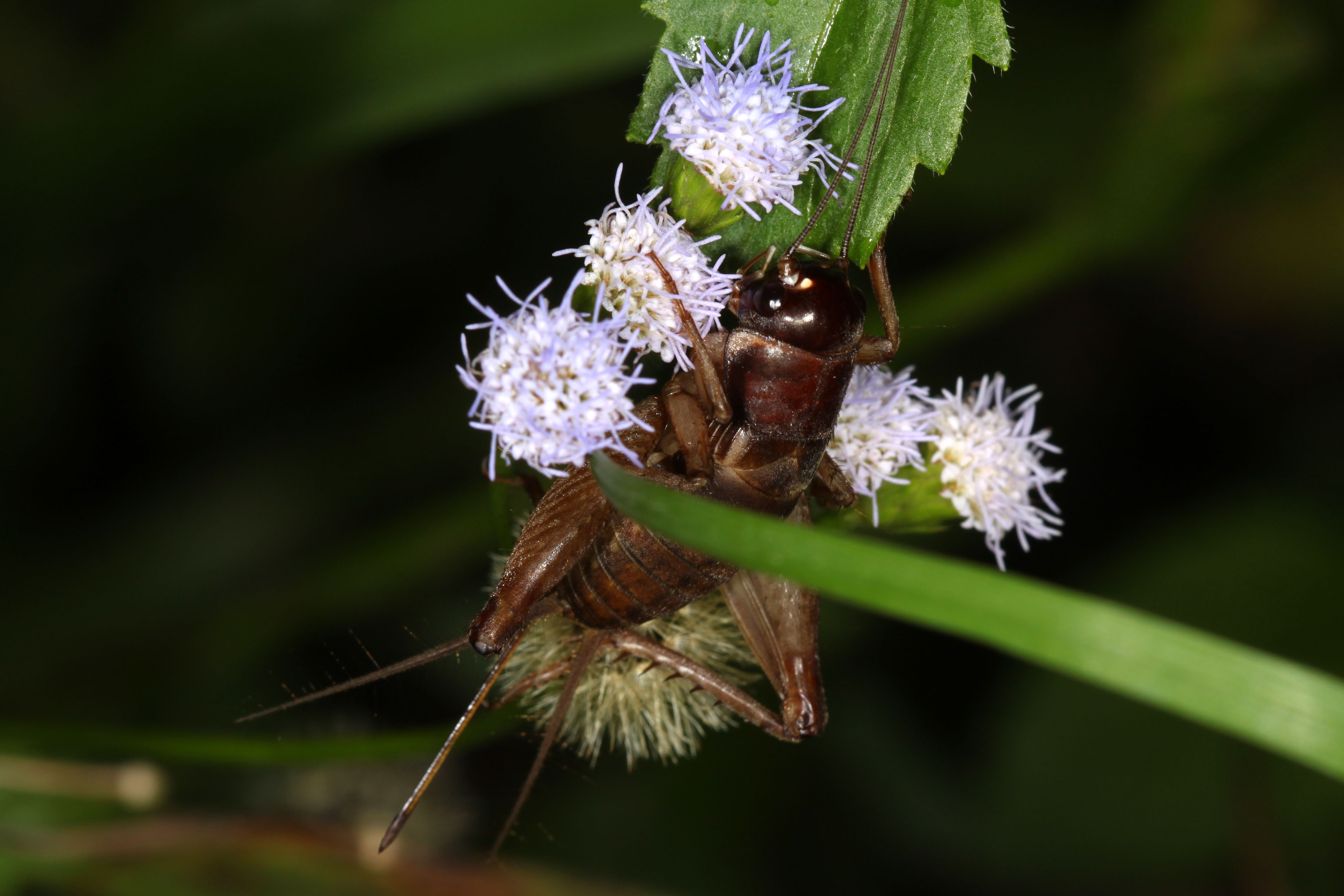 Velarifictorus (Pseudocoiblemmus) bilobus Tan, Dawwrueng & Artchawakom, 2015: Sakaerat, Thailand. (Otu).