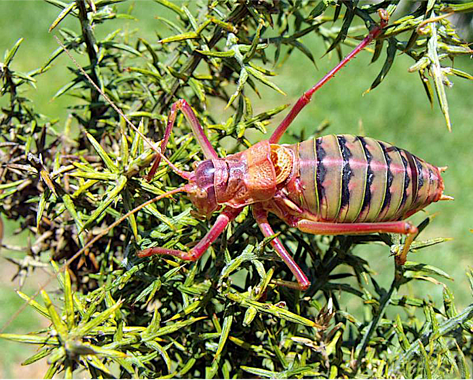 Ephippigerida (Ephippigerida) rosae Barat & Correas, 2015: male (Portugal, Serro Ventoso, Porto de Mós (Leiria), 06/12/2011). (Otu).