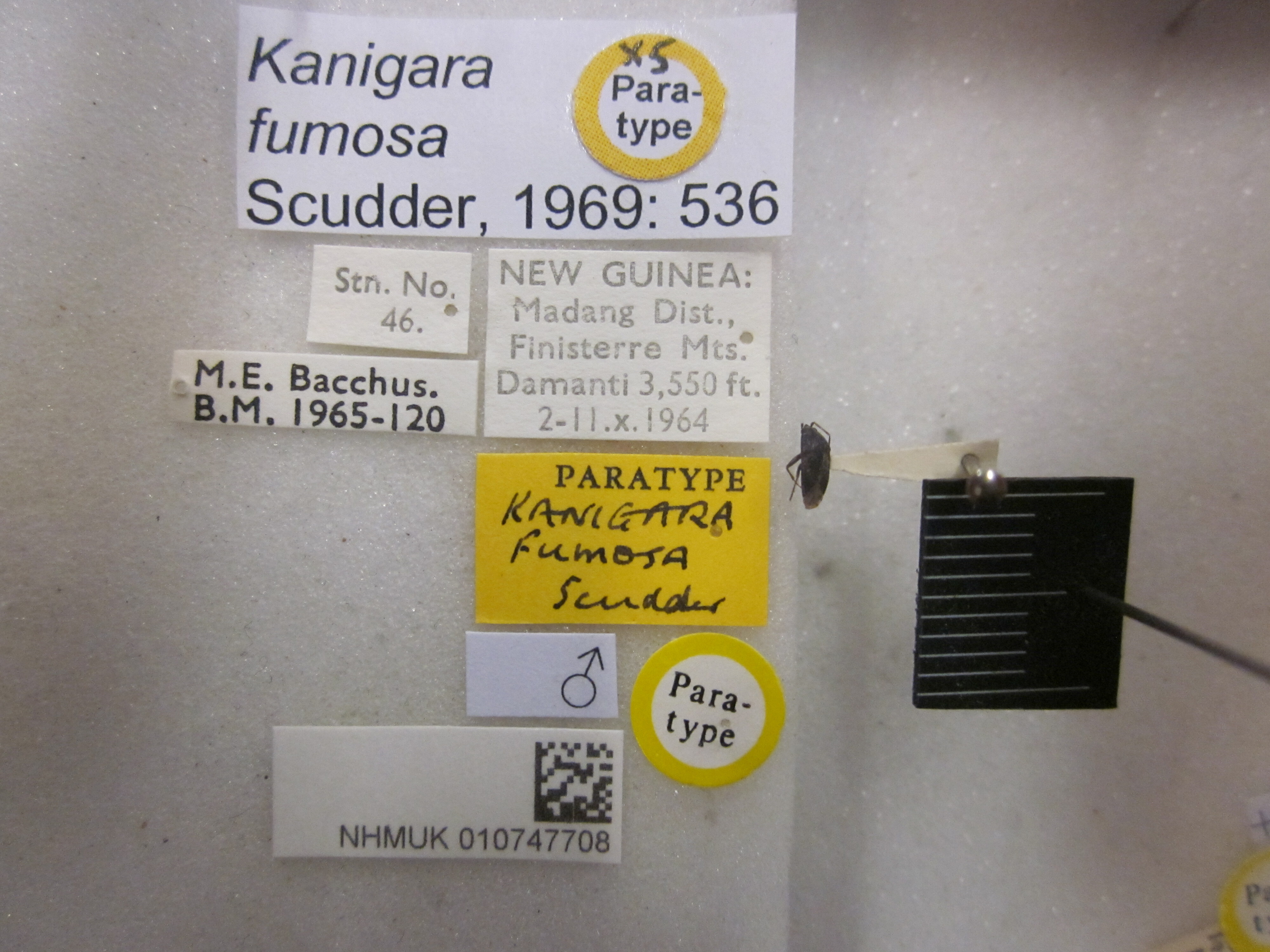 CollectionObject 1596995; 6a4cb560-59e2-4224-a716-cc0d4441c801: Kanigara fumosa. Paratype. (BMNH) - (CC BY-NC 4.0) Photo by Stuart Cole, reproduced with permission from the Natural History Museum, London, UK. (CollectionObject).