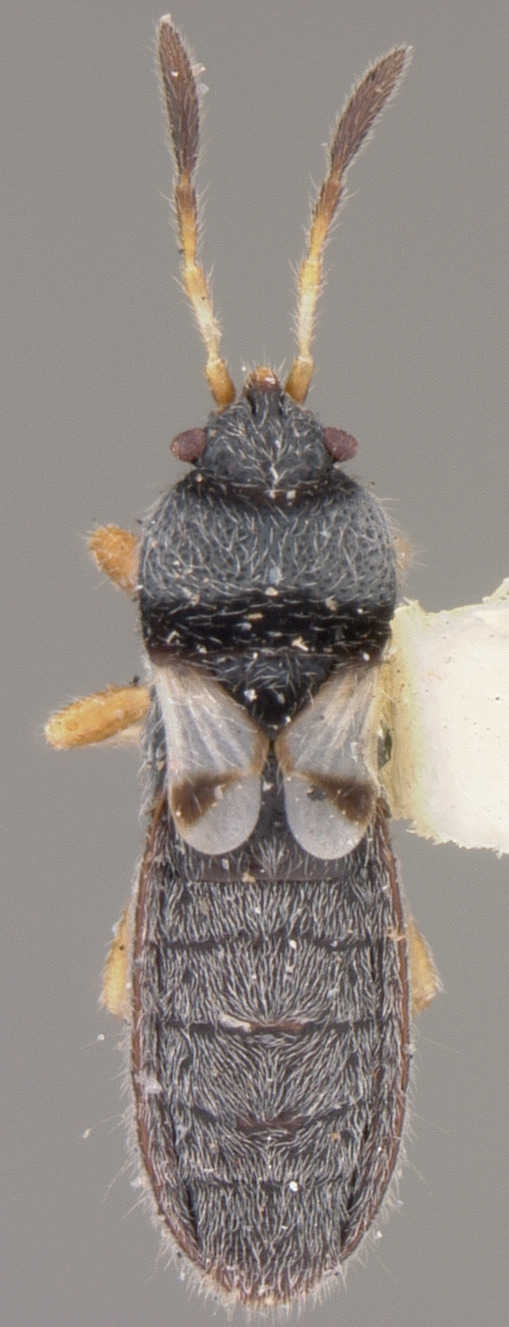 Blissus sweeti Leonard, 1968: Blissus sweeti HOLOTYPE (NMNH) - (CC BY-NC 3.0) - Photo by Pablo M. Dellapé with permission from the National Museum of Natural History (NMNH), Smithsonian Institution, Washington, D.C. (Otu).