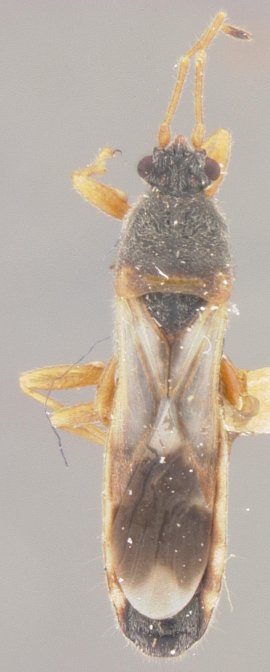 CollectionObject 1594721; 229d06b3-668f-469b-b4bb-c4965eeeadff: Ischnodemus fulvipes schaffneri HOLOTYPE (NMNH) - (CC BY-NC 4.0) - Photo by Pablo M. Dellapé with permission from the National Museum of Natural History (NMNH), Smithsonian Institution, Washington, D.C. (CollectionObject).