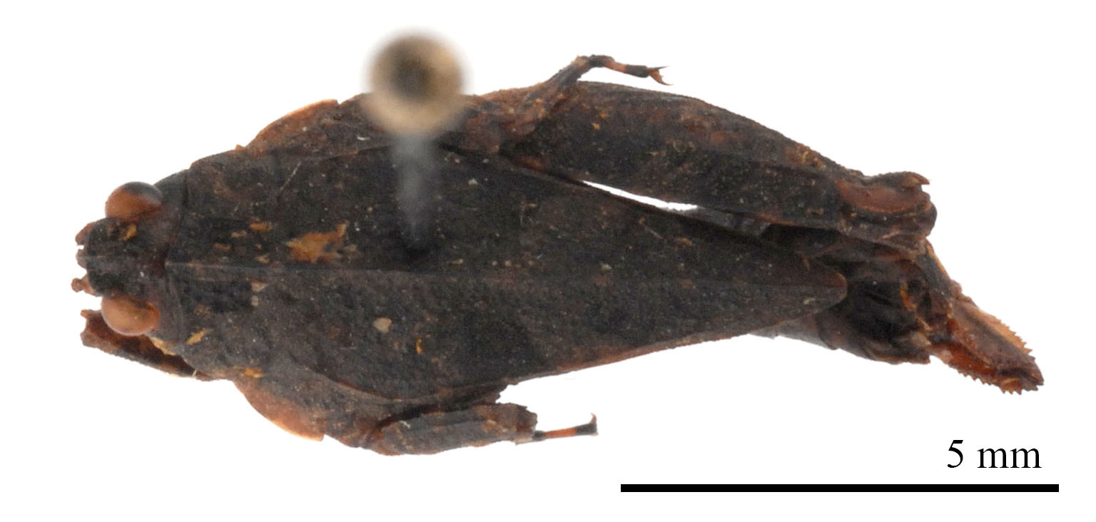 CollectionObject 1477281; cbc26076-99f0-4bbc-8f5a-180e2a93101b: female, dorsal view (holotype of Tetrix antennata Steinmann, 1964). (CollectionObject).