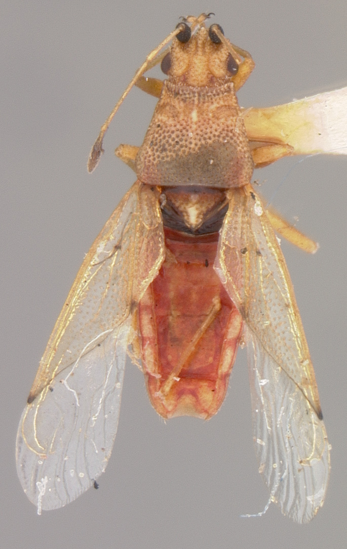 CollectionObject 1595323; 155875be-dc1a-4033-80f0-2e4d95e92ccb: Cymodema barberi HOLOTYPE (NMNH) - (CC BY-NC 3.0) - Photo by Pablo M. Dellapé with permission from the National Museum of Natural History (NMNH), Smithsonian Institution, Washington, D.C. (CollectionObject).