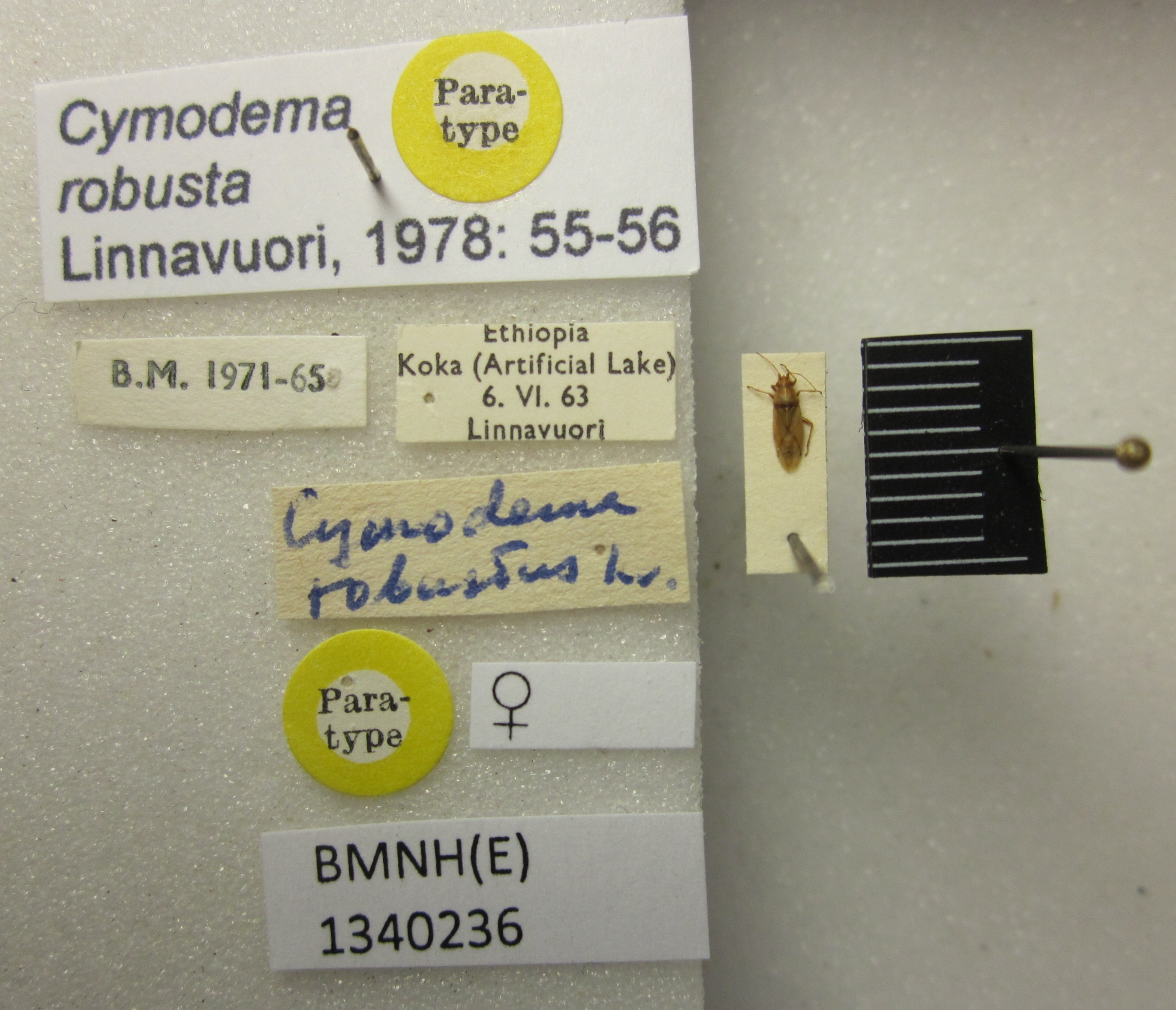 CollectionObject 1595324; d667da64-777e-4022-82fa-a1ff98d3b60c: Cymodema robusta. Paratype. (BMNH) - (CC BY-NC 4.0) Photo by Stuart Cole, reproduced with permission from the Natural History Museum, London, UK. (CollectionObject).