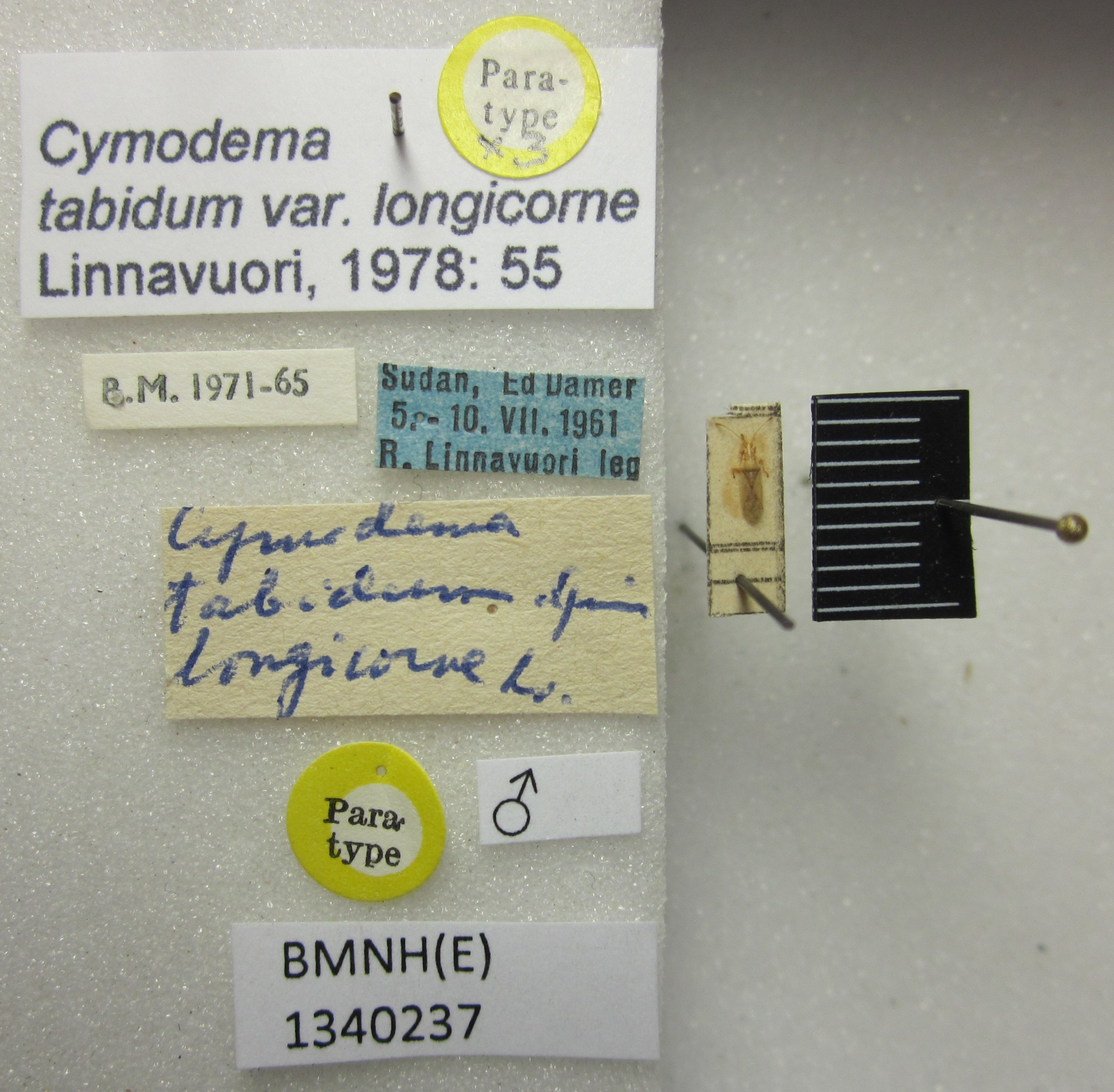 CollectionObject 1594736; 0da59fd6-aa2a-42db-af32-fc10a8f91876: Cymodema tabidum longicorne. Paratype. (BMNH) - (CC BY-NC 4.0) Photo by Stuart Cole, reproduced with permission from the Natural History Museum, London, UK. (CollectionObject).