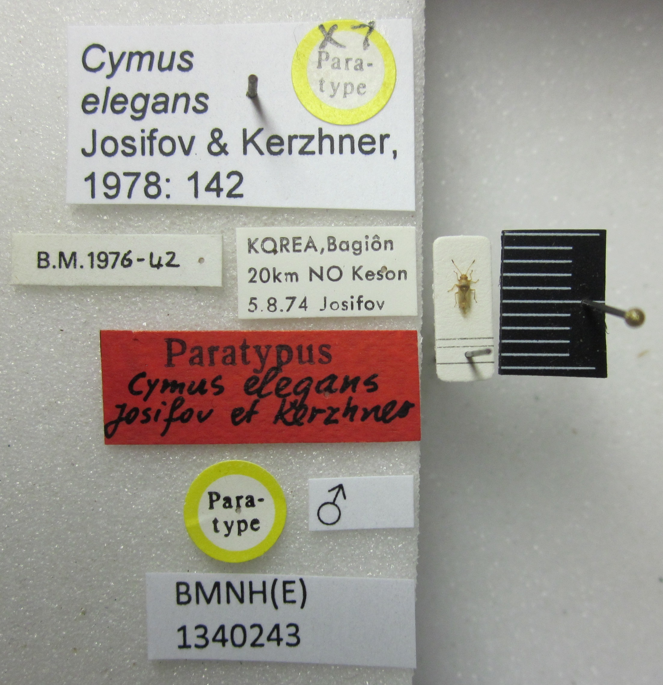 CollectionObject 1595334; 8568fad8-adaa-4b01-8986-f4d41934e17c: Cymus elegans. Paratype. (BMNH) - (CC BY-NC 4.0) Photo by Stuart Cole, reproduced with permission from the Natural History Museum, London, UK. (CollectionObject).
