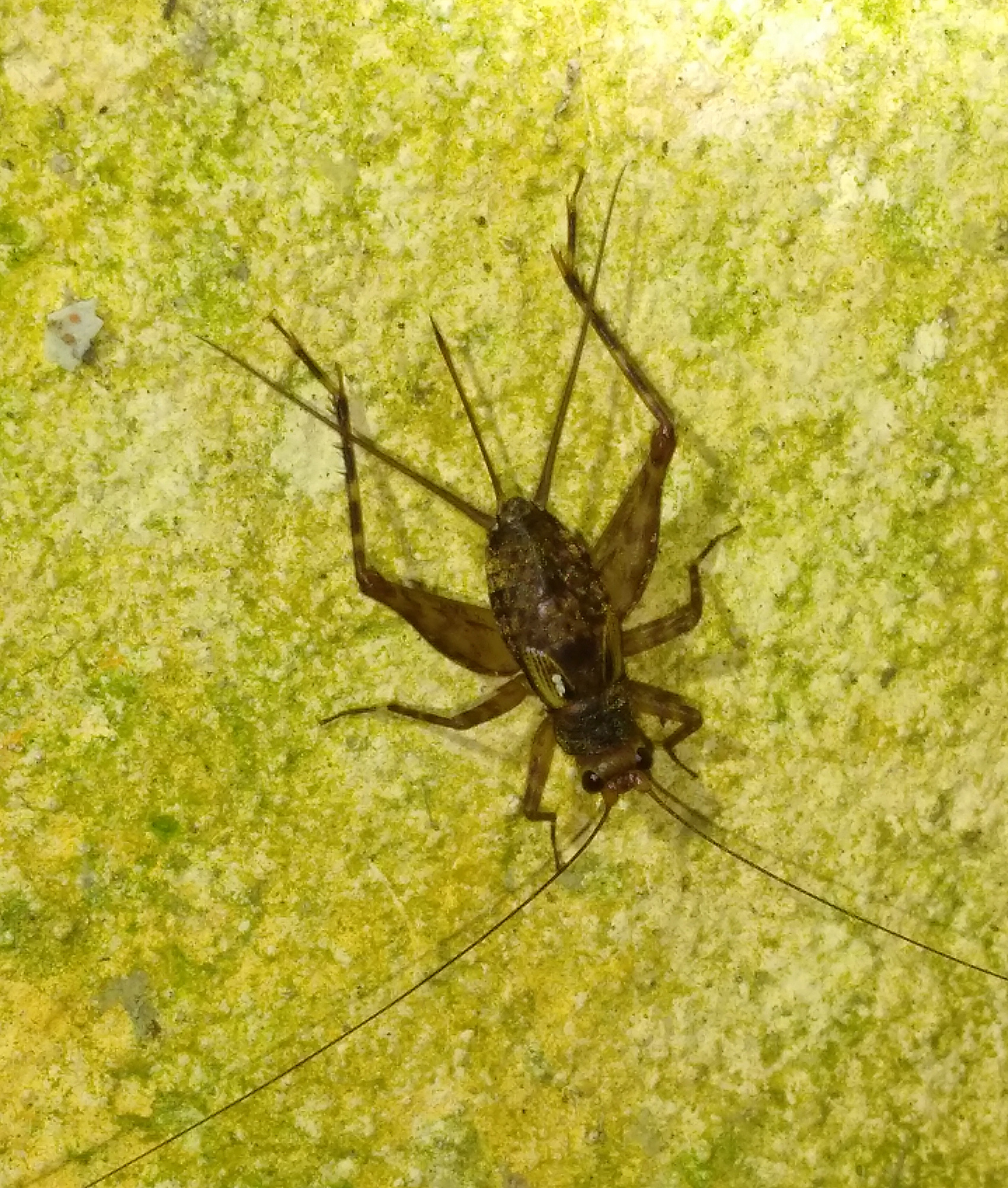 Ubiquepuella telytokous Fernandes, 2015: adult female (Parque Estadual de Itapuã, Rio Grande do Sul, Brazil). (Otu).