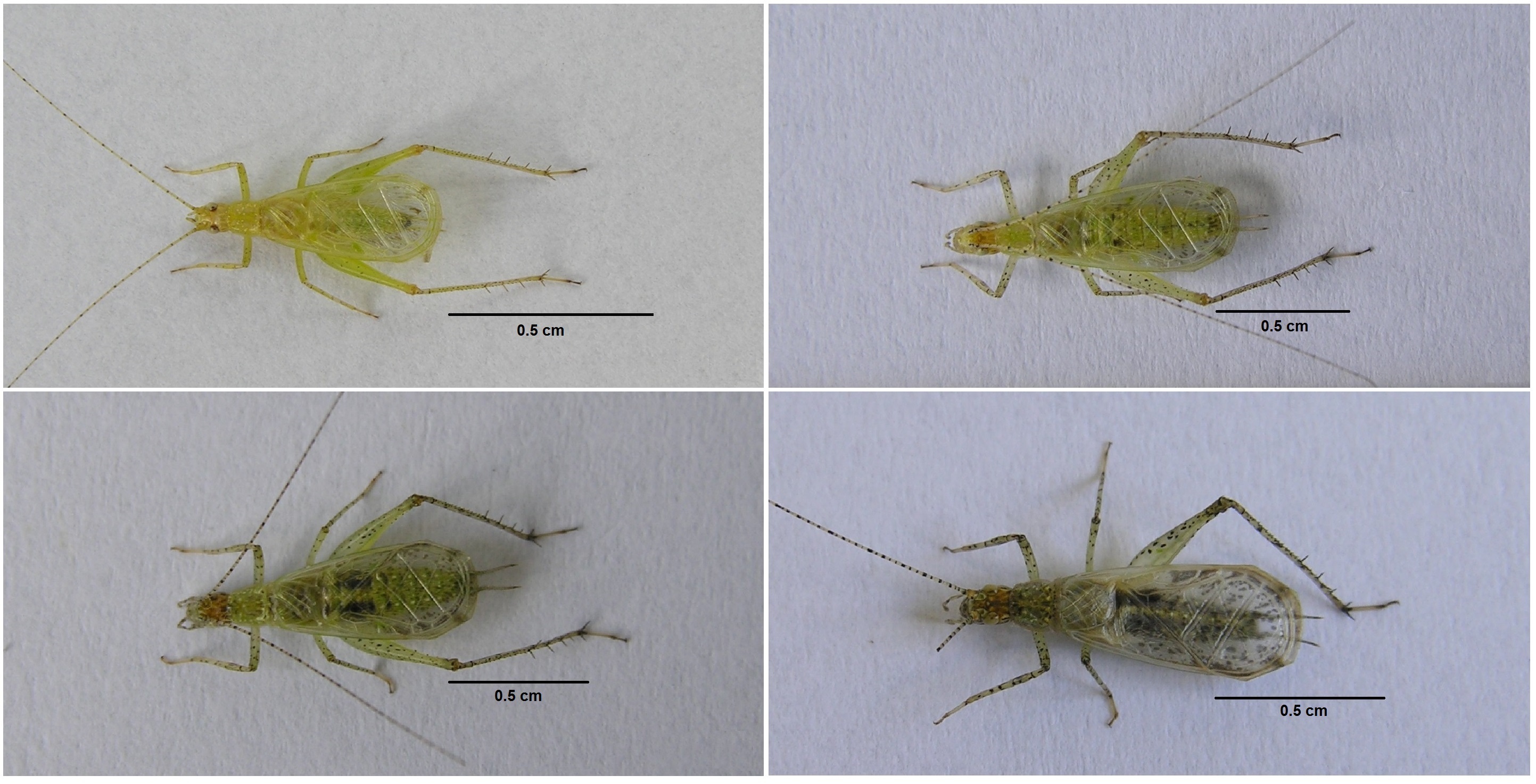 Oecanthus pictus Milach & Zefa, 2015: color variations. (Otu).