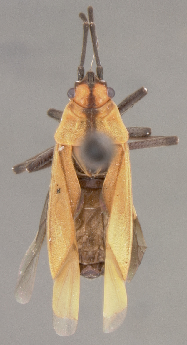 CollectionObject 1593318; a786f2e8-e104-4b81-86ba-024e48456cc0: Acroleucus marinoi HOLOTYPE (NMNH) - (CC BY-NC 3.0) - Photo by Pablo M. Dellapé with permission from the National Museum of Natural History (NMNH), Smithsonian Institution, Washington, D.C. (CollectionObject).