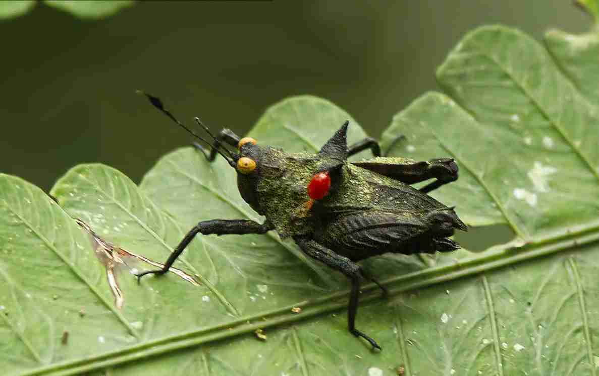 Arulenus miae Skejo & Caballero, 2016: photo: Leif Gabrielsen (reprod. w. permission). female. (Otu).