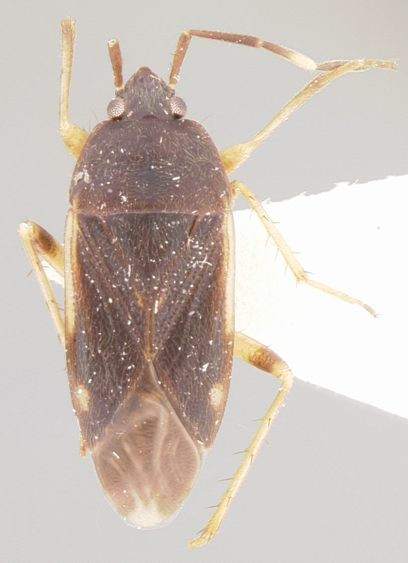 CollectionObject 1595112; 540c9e6c-5719-42f8-9444-8de06c5cbe02: Cistalia neotropicalis HOLOTYPE (NMNH) - (CC BY-NC 3.0) - Photo by Pablo M. Dellapé with permission from the National Museum of Natural History (NMNH), Smithsonian Institution, Washington, D.C. (CollectionObject).
