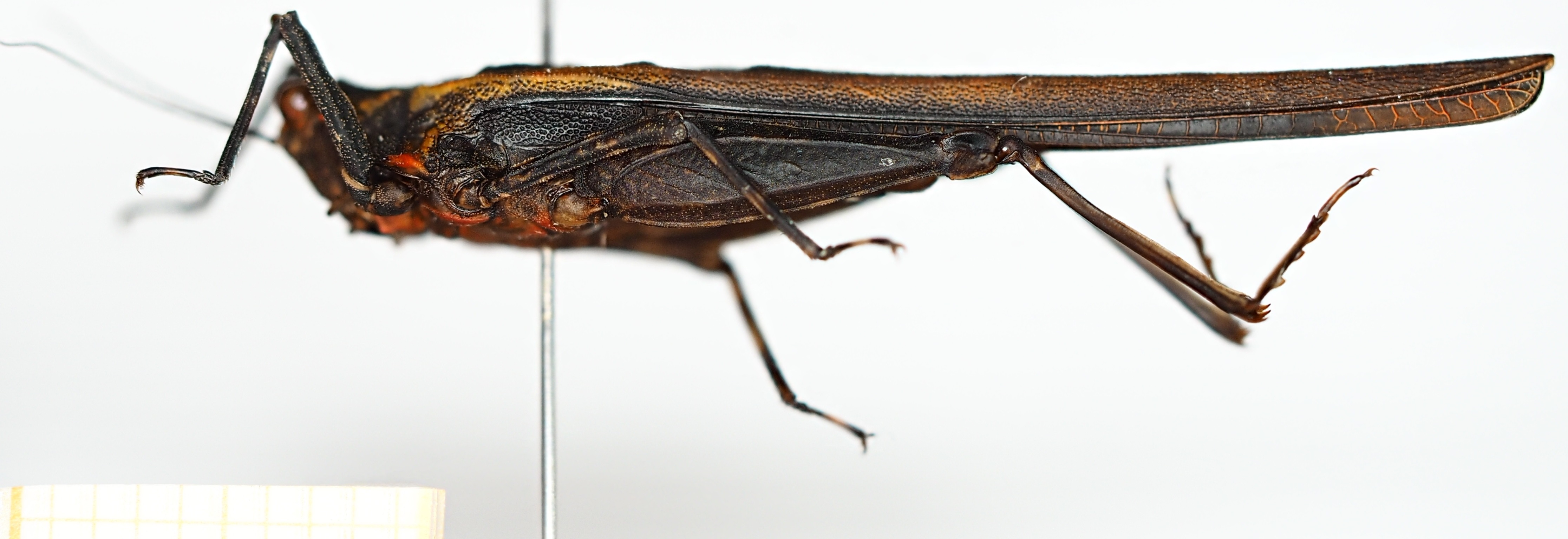 CollectionObject 1583827; f09a434f-2878-496d-8f5b-570bcbf67336: female, lateral view. (CollectionObject).