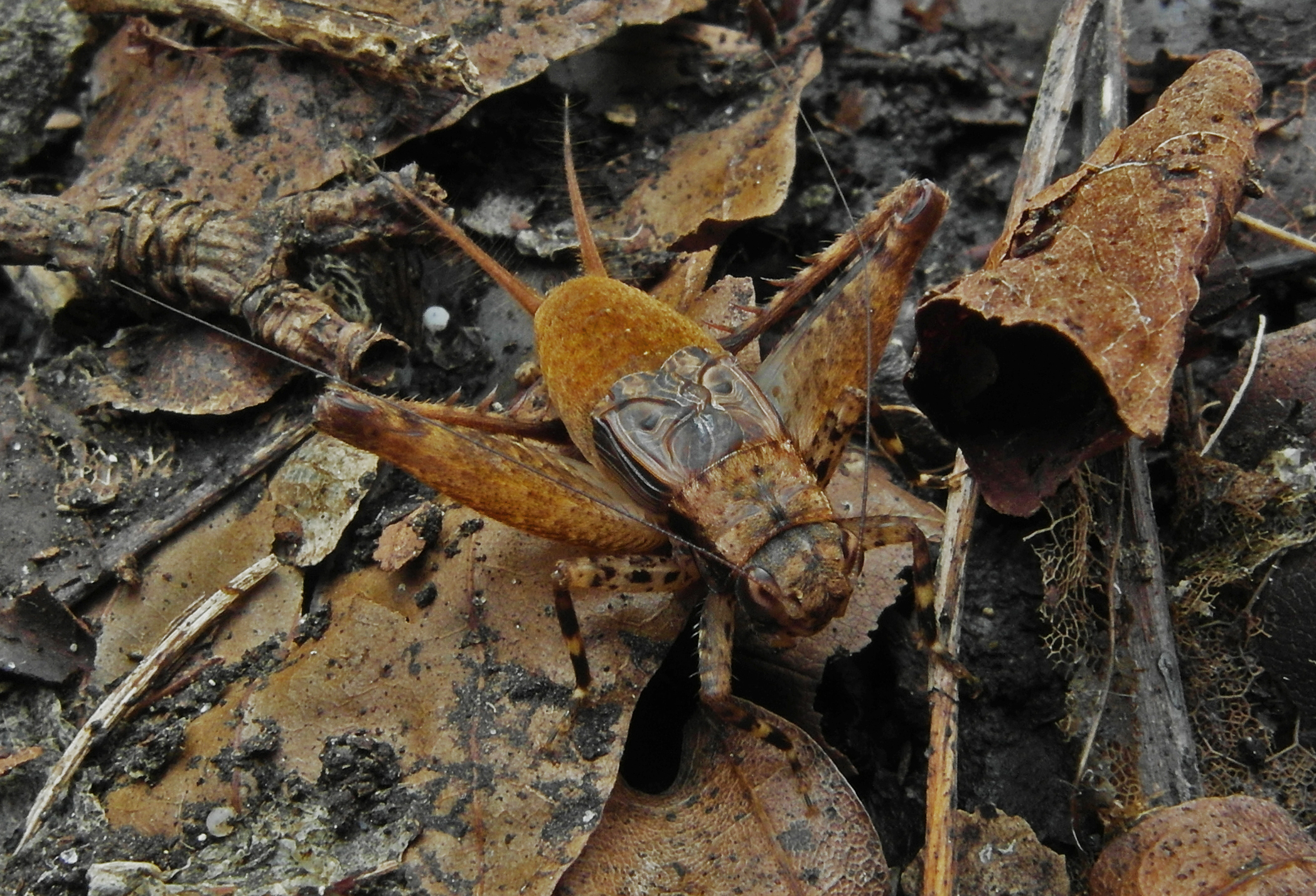Gnominthus baitabagus Vicente & Robillard, 2015: male (Baitabag forest, Papua New Guinea). (Otu).