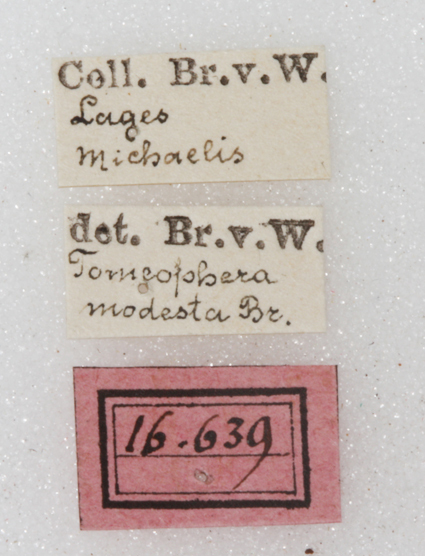 CollectionObject 1532281; ad21e79b-39bc-4eb5-a817-03d19d47926d: labels (holotype). (CollectionObject).