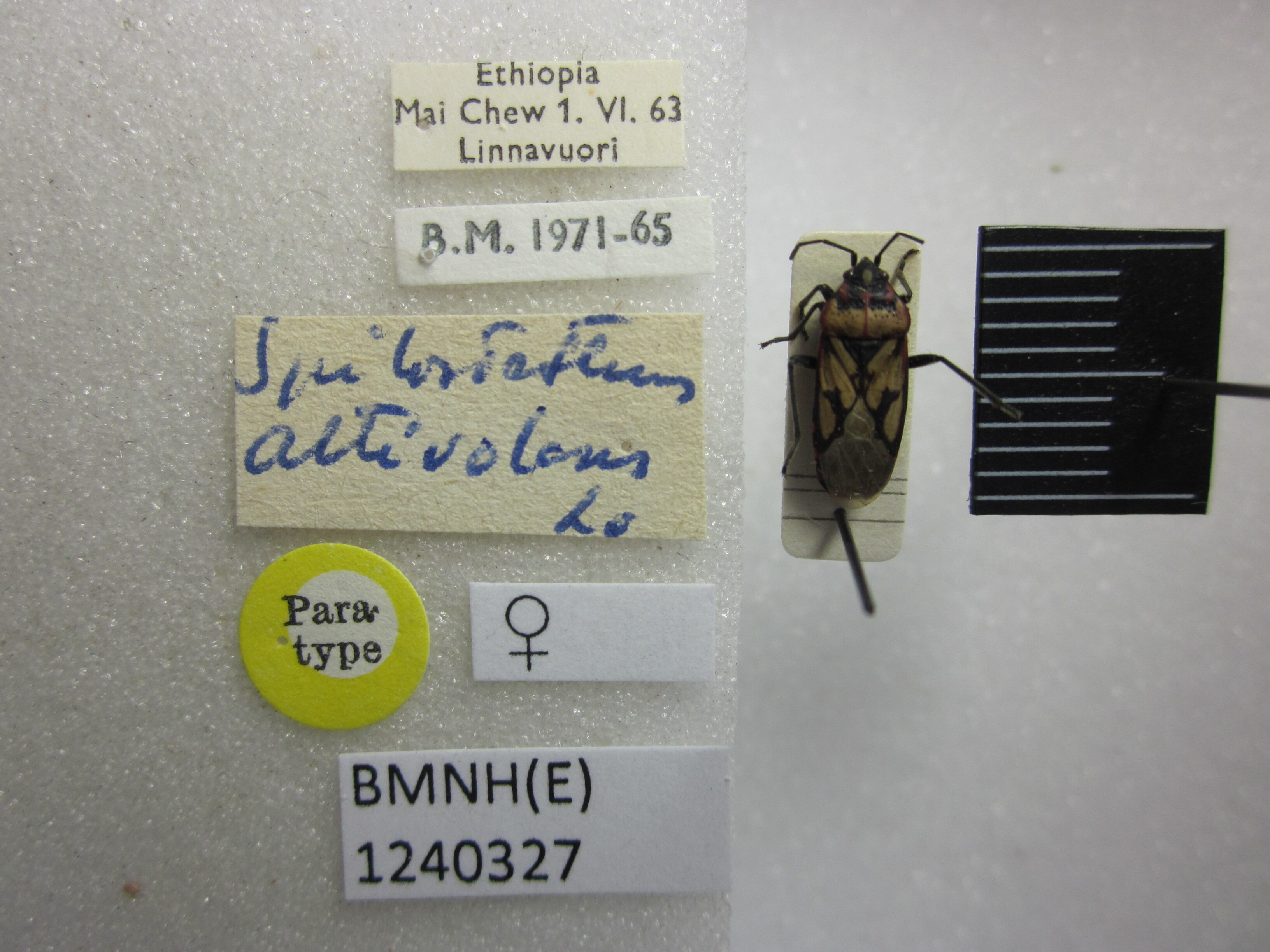 CollectionObject 1593650; a205f88e-8638-4e16-938f-e807b3486612: Spilostethus altivolans. Paratype. (BMNH) - (CC BY-NC 4.0) Photo by Stuart Cole, reproduced with permission from the Natural History Museum, London, UK. (CollectionObject).