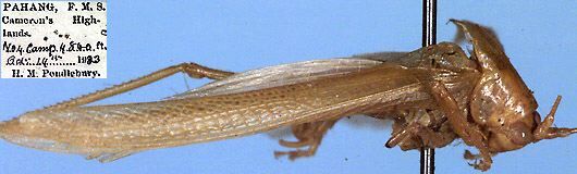 CollectionObject 1516957; 29d0c659-b614-4c5c-9f92-c3a6b3903fff: male, lateral view (holotype). (CollectionObject).