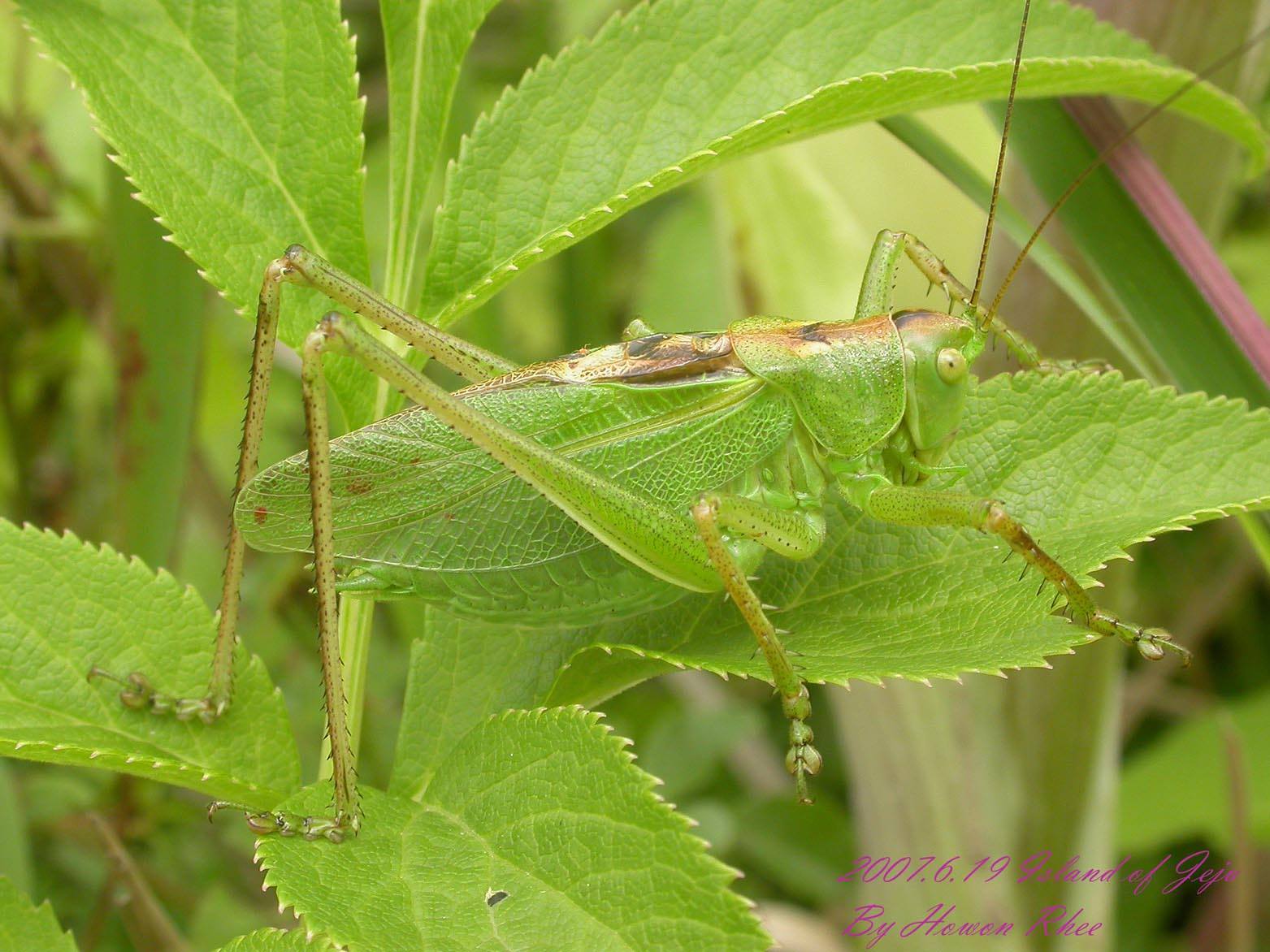 Tettigonia jungi Storozhenko, Kim & Jeon, 2015: male (Jeju Island, 19 June 2007). (Otu).
