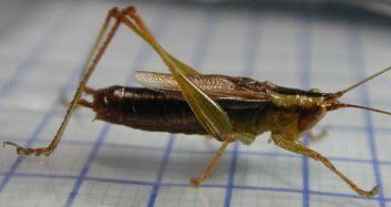 Conocephalus (Anisoptera) japonicus japonicus (Redtenbacher, 1891): male. (Otu).