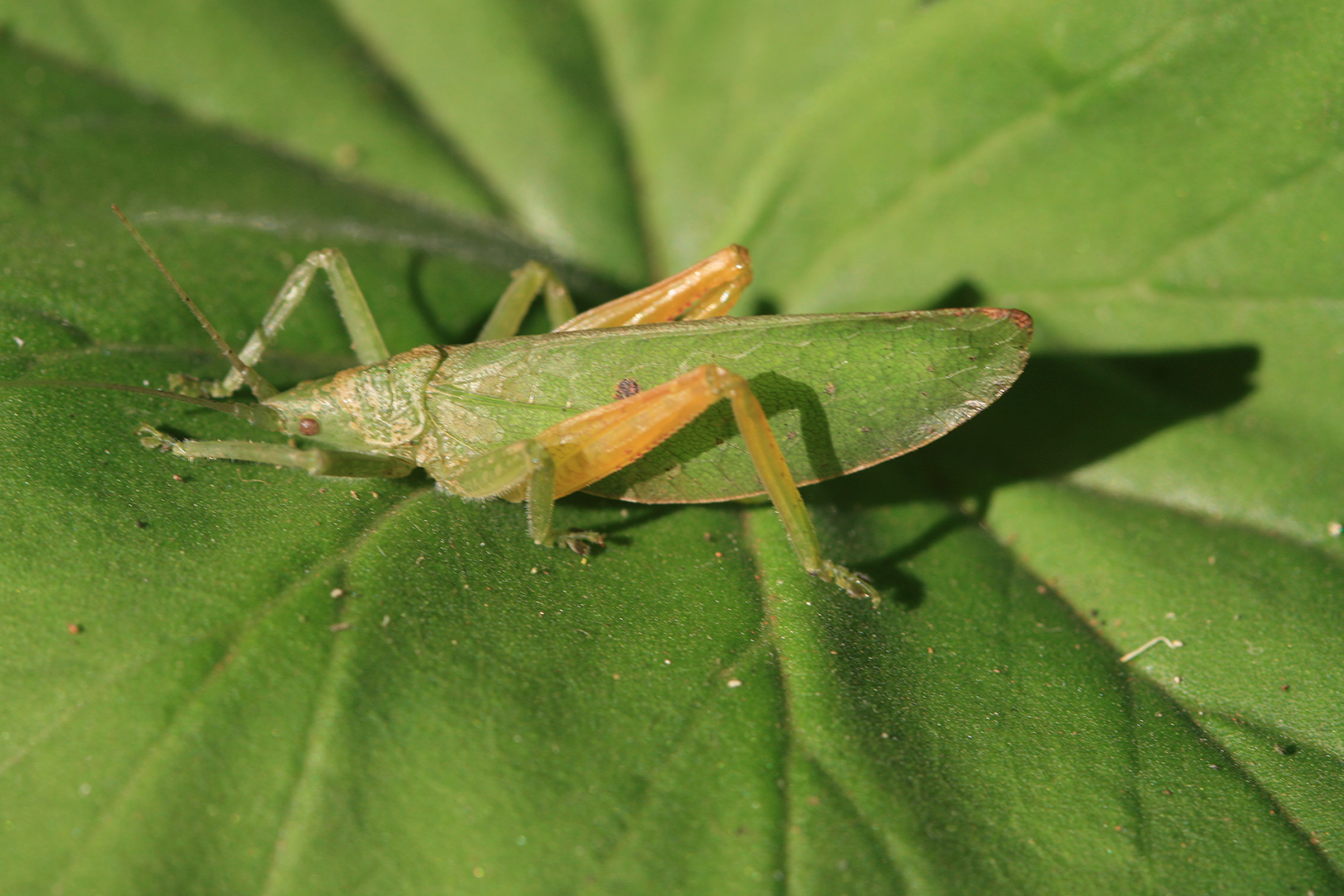 Pseudotomias usambaricus Hemp, 2016: male (East Usambara Mountains, Nilo Forest Reserve). (Otu).