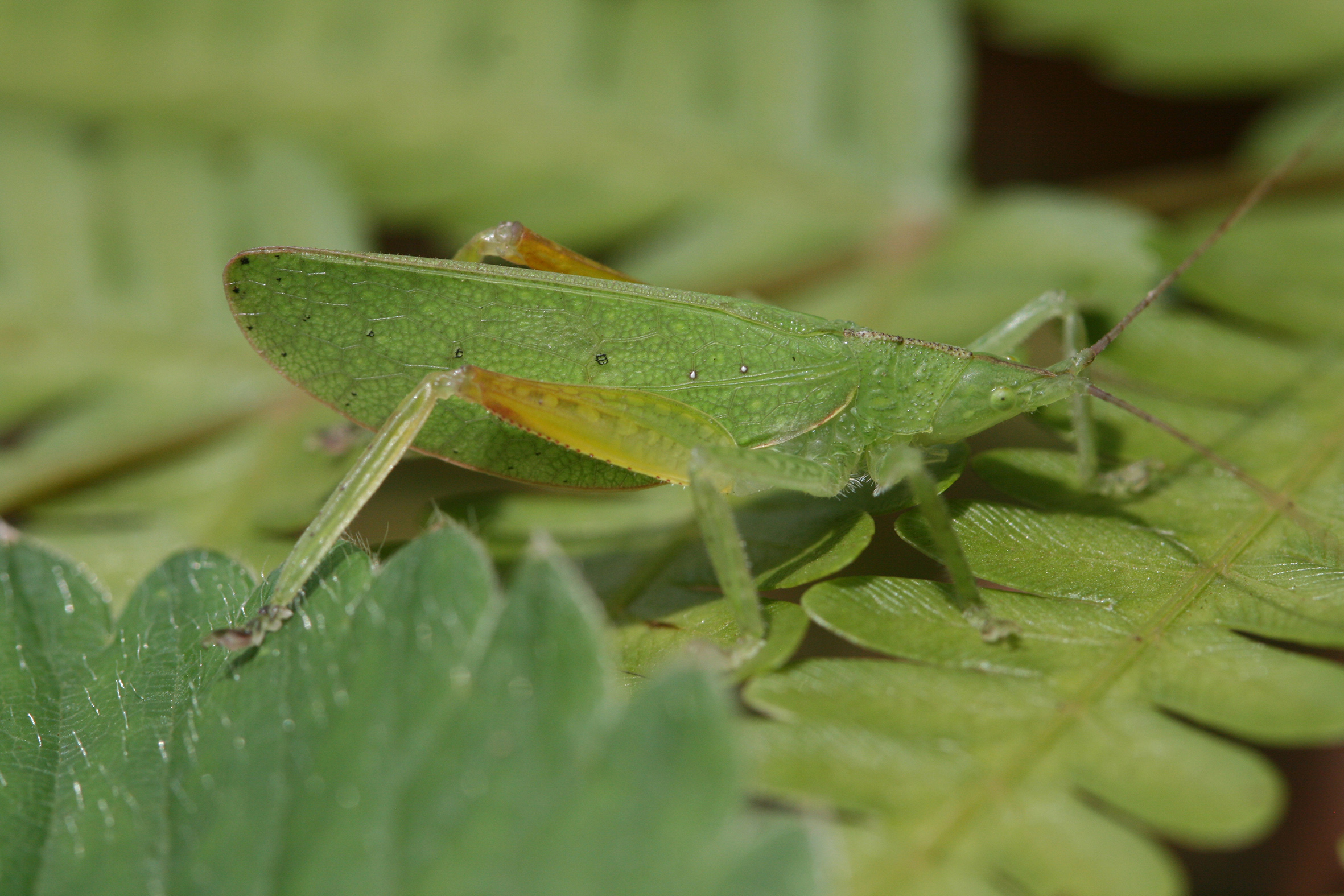 Pseudotomias kisarawe Hemp, 2016: male (Kisarawe). (Otu).