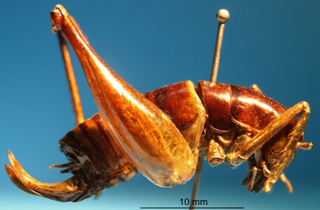 CollectionObject 1530687; 701c0651-c6c1-472f-827a-26d9f6cc8676: female, lateral view (paralectotype of Glaphyrosoma gracile). (CollectionObject).