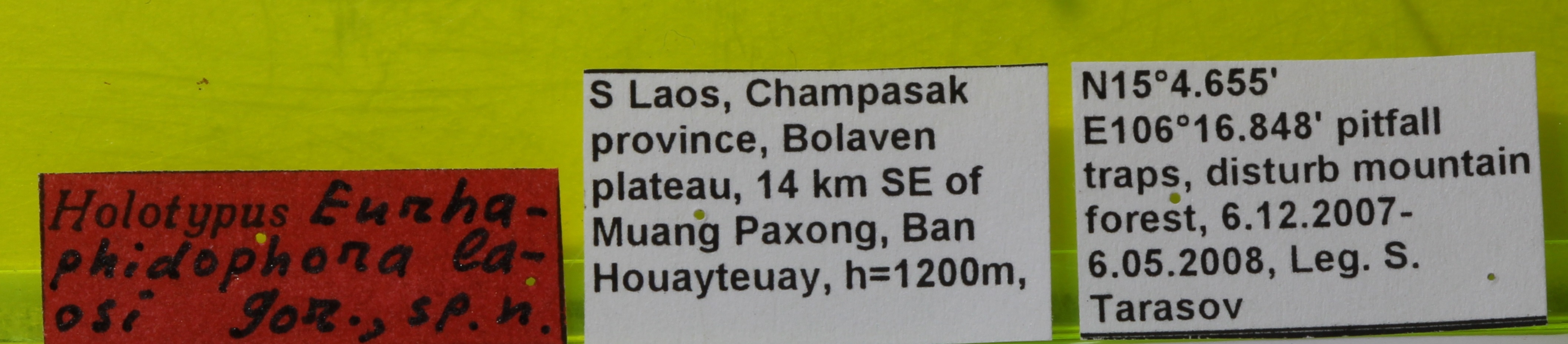 CollectionObject 1575862; 54591da4-a104-4abc-a8db-098435bb376c: labels (holotype). (CollectionObject).