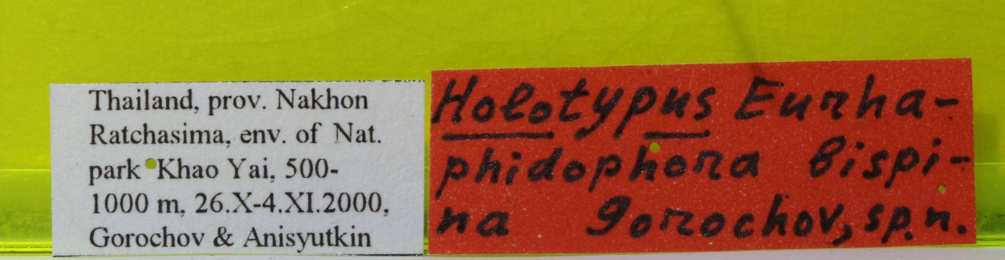 CollectionObject 1575864; 0f2507de-cd88-4361-99be-44e69838b40f: labels (holotype). (CollectionObject).