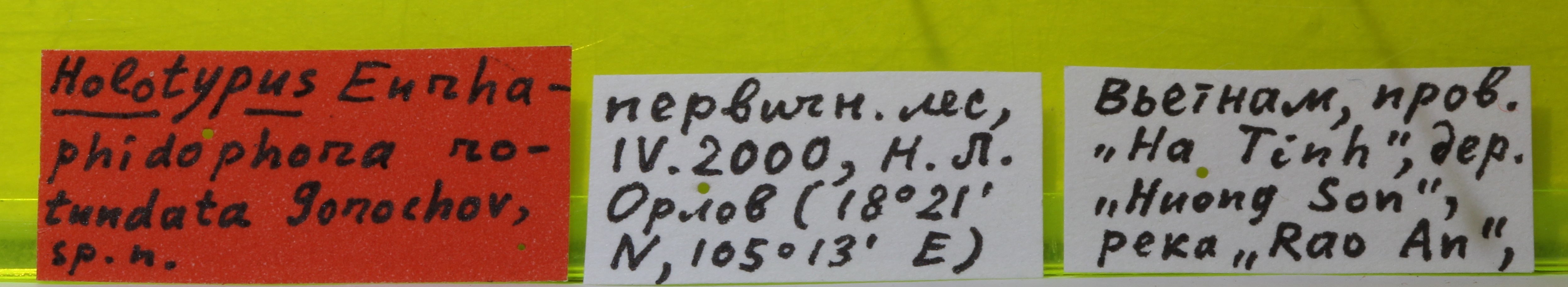 CollectionObject 1575865; 68981e2a-e880-42fa-95d3-c33f37f2f6c9: labels (holotype). (CollectionObject).